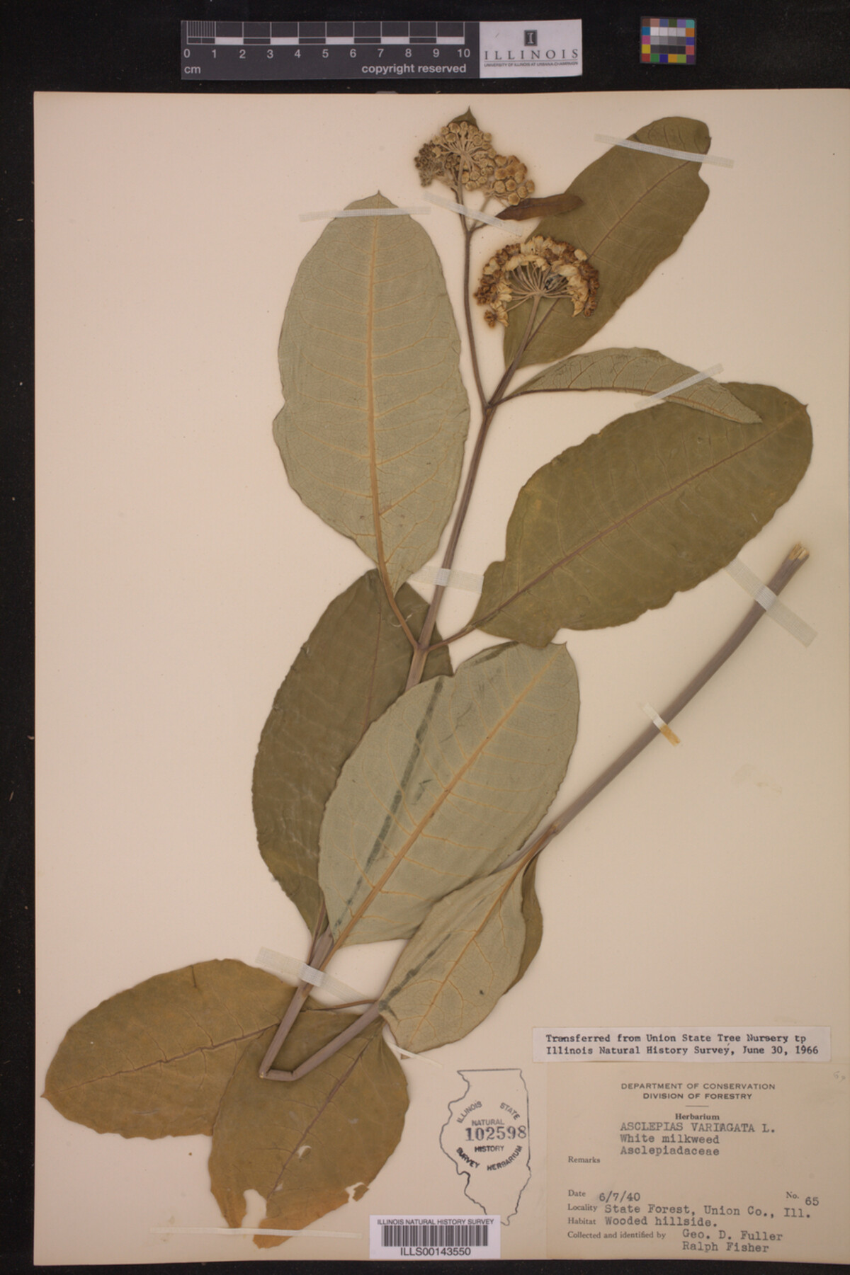 Asclepias variegata image