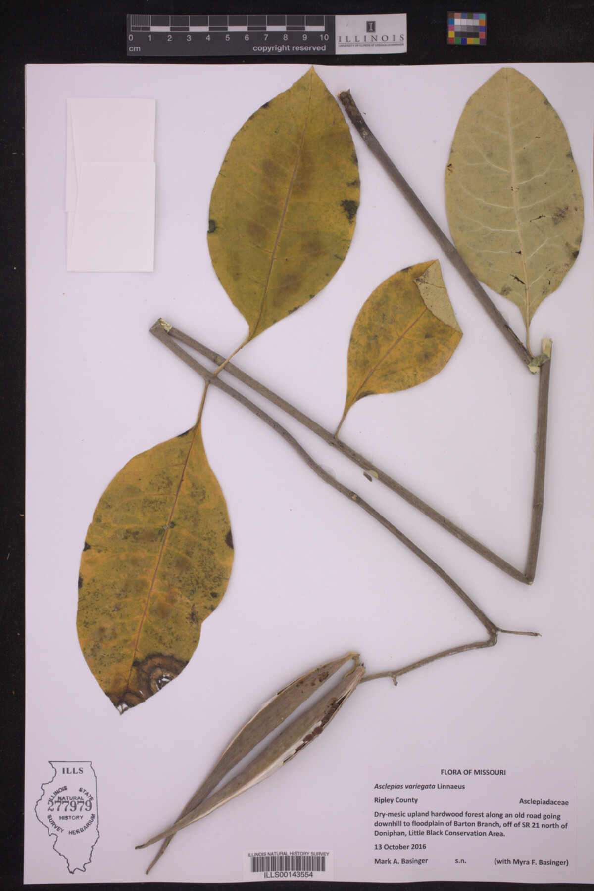 Asclepias variegata image