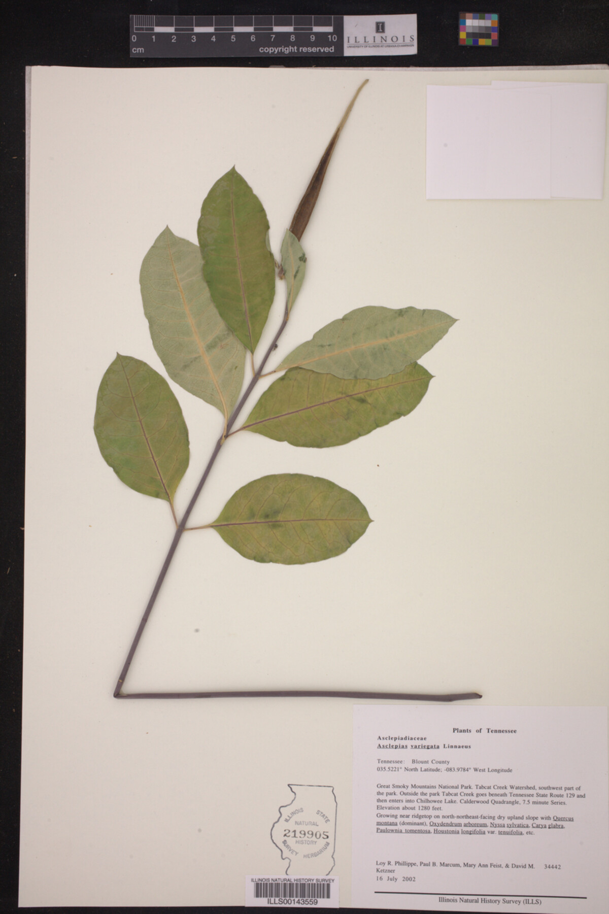 Asclepias variegata image