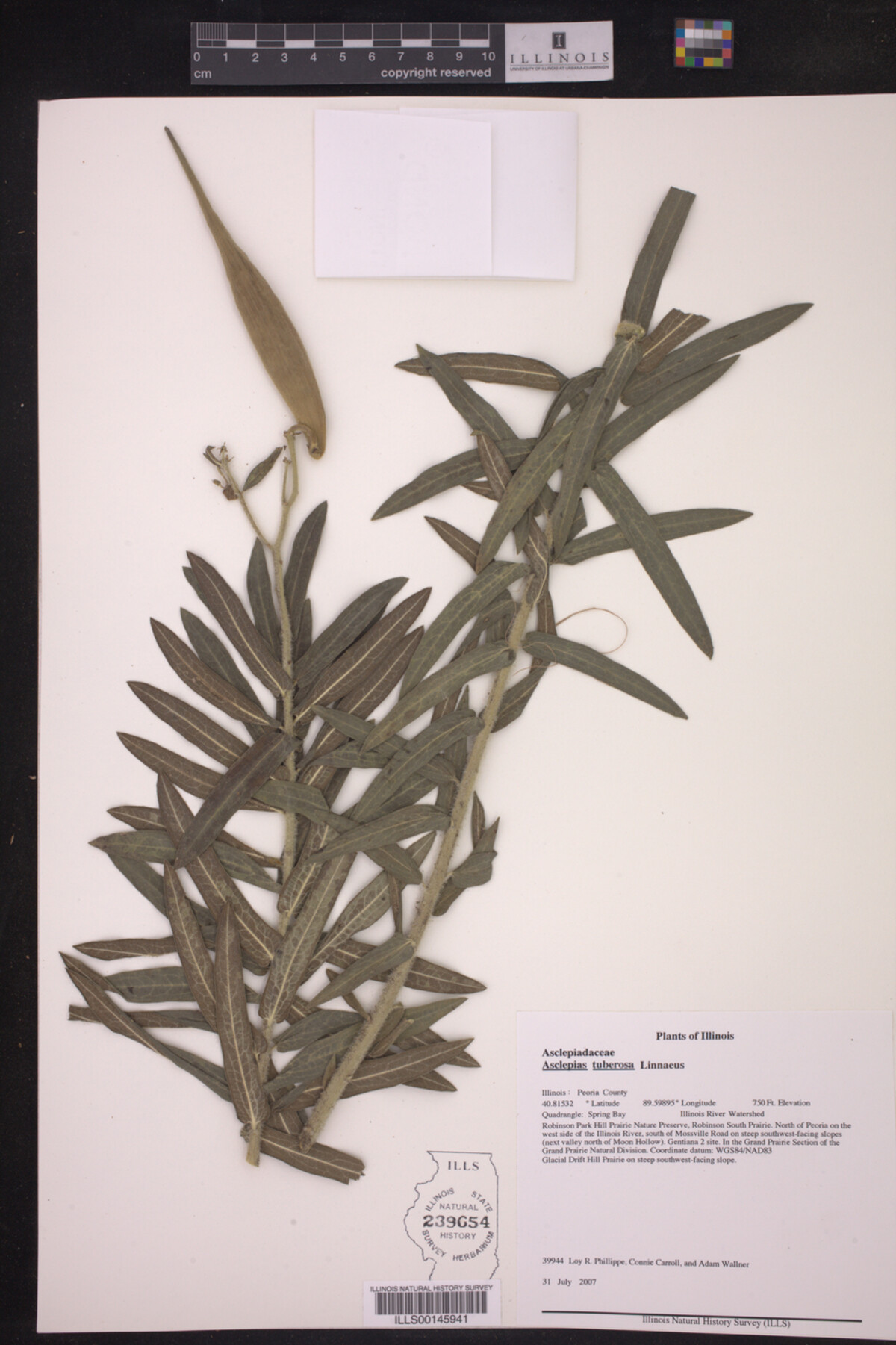 Asclepias tuberosa image