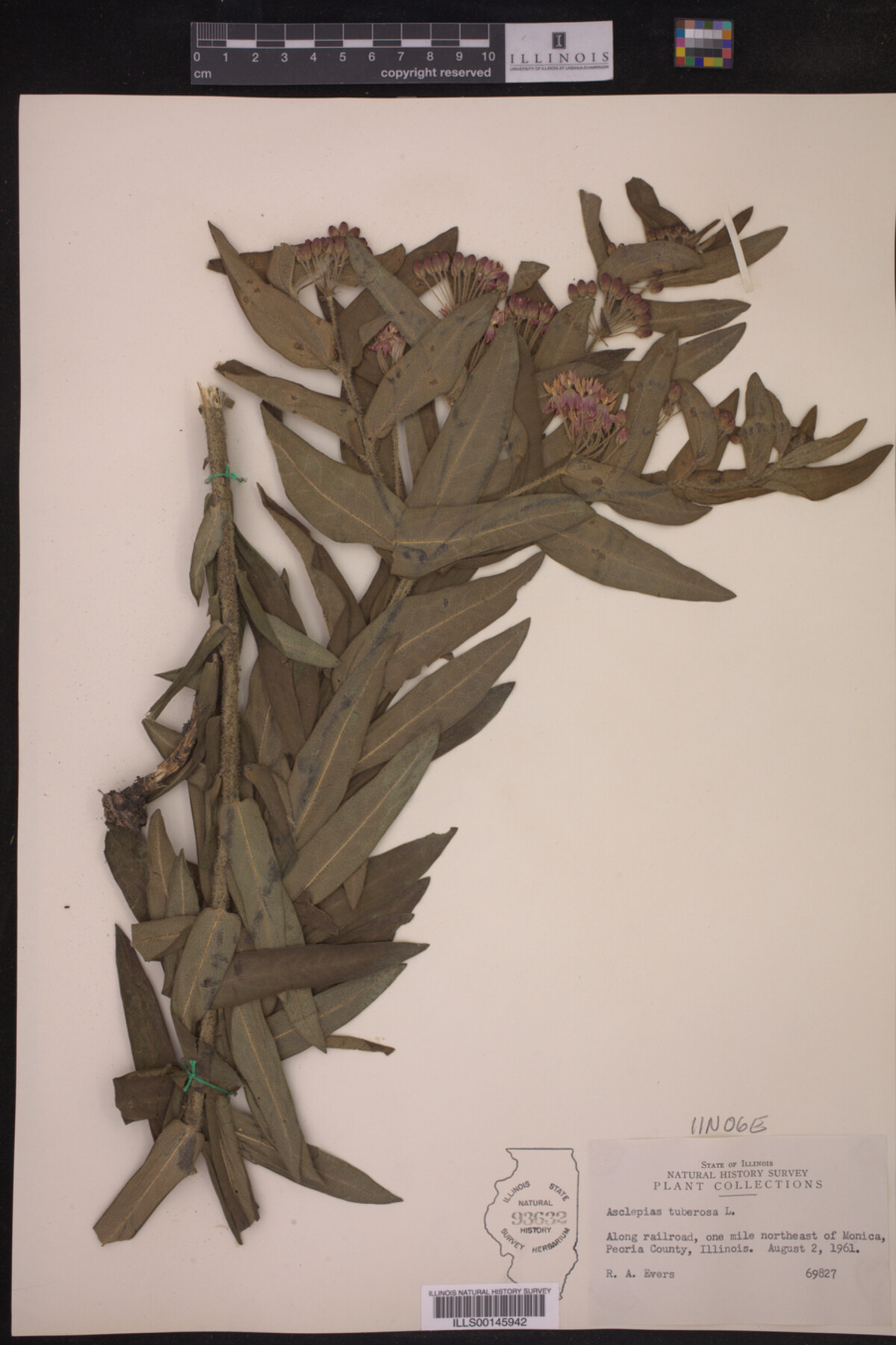 Asclepias tuberosa image