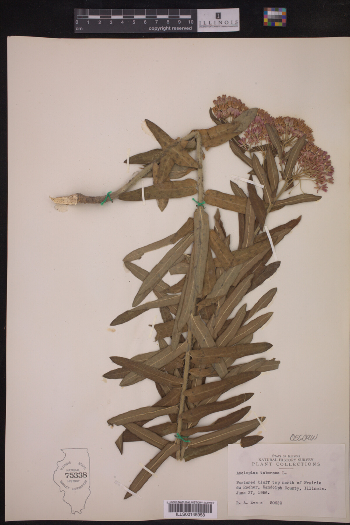 Asclepias tuberosa image