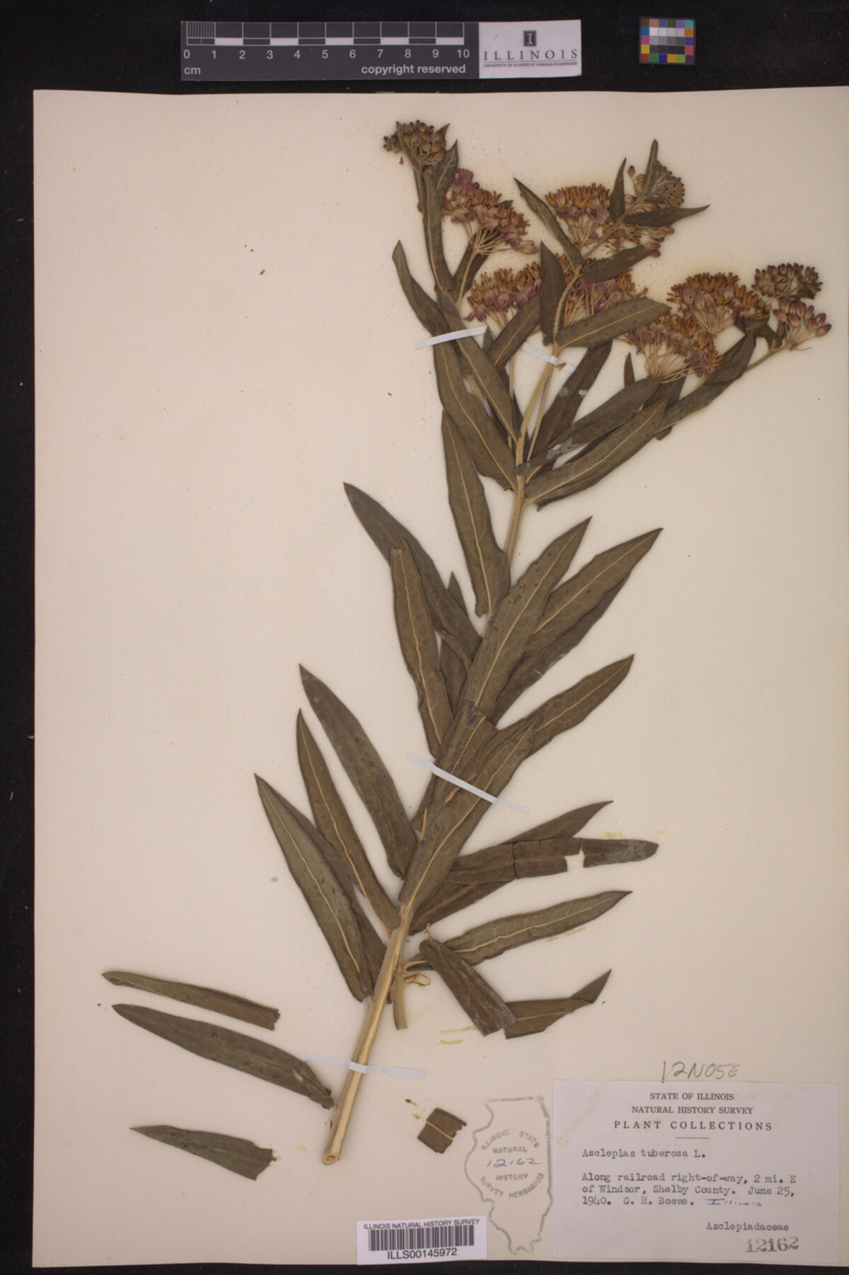 Asclepias tuberosa image