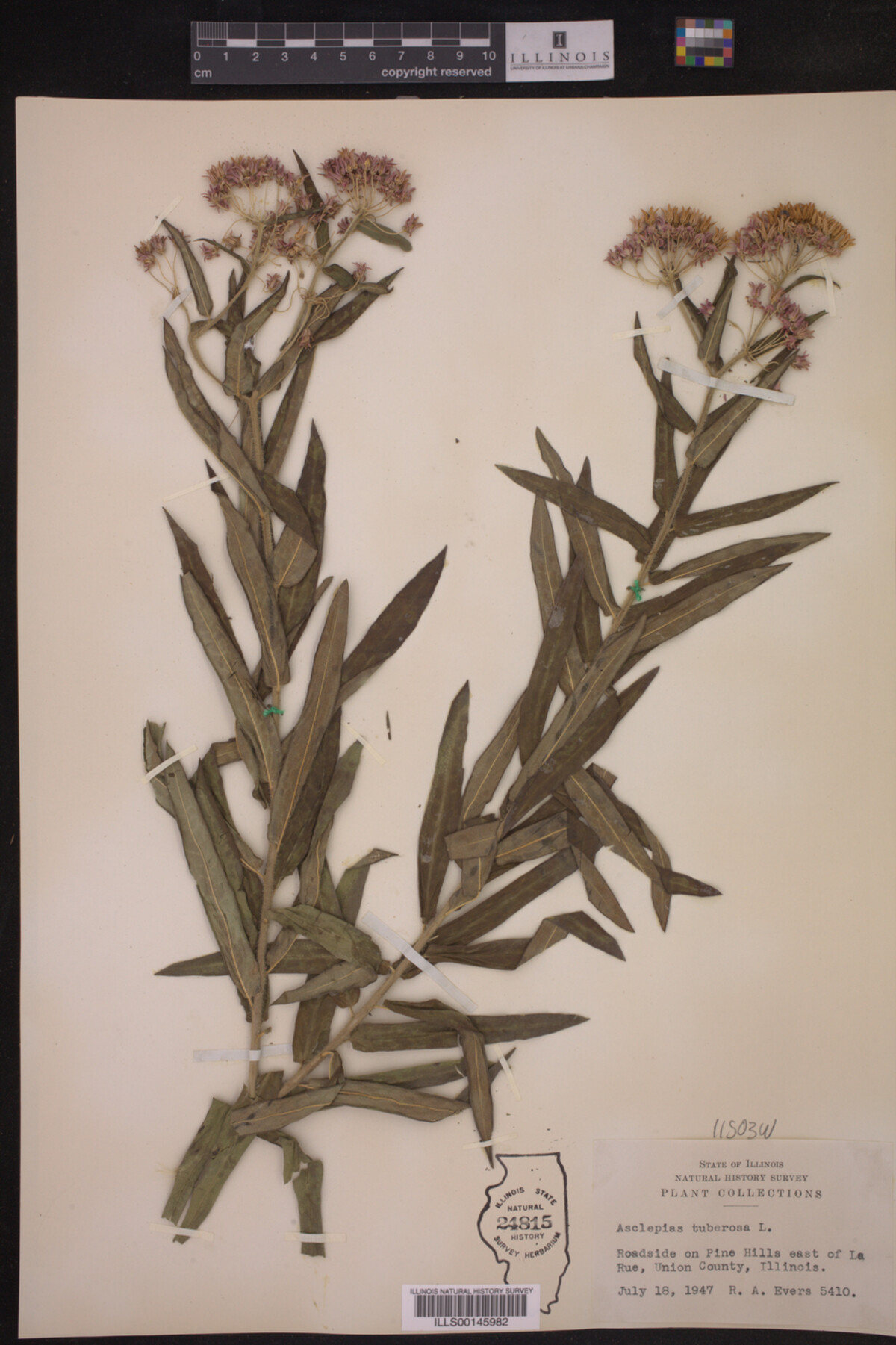 Asclepias tuberosa image