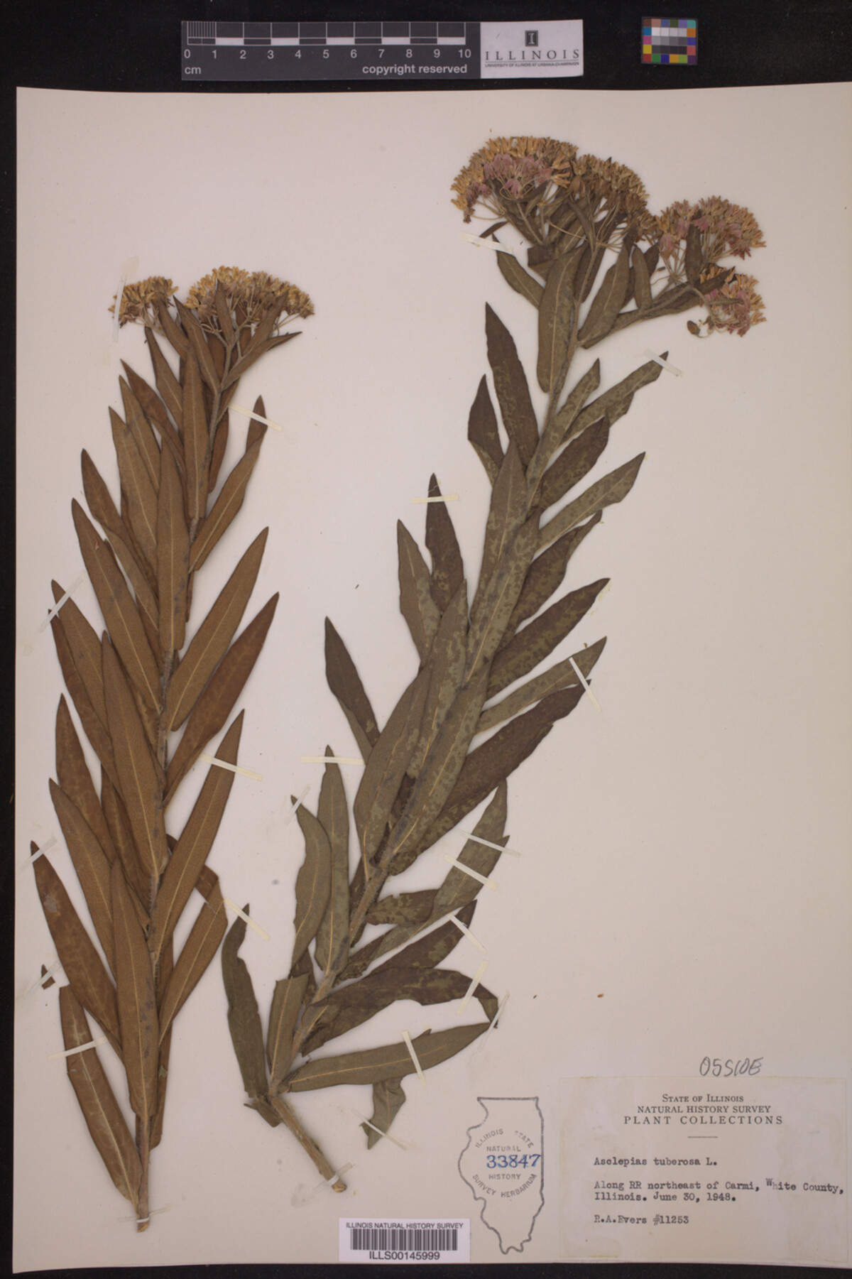 Asclepias image