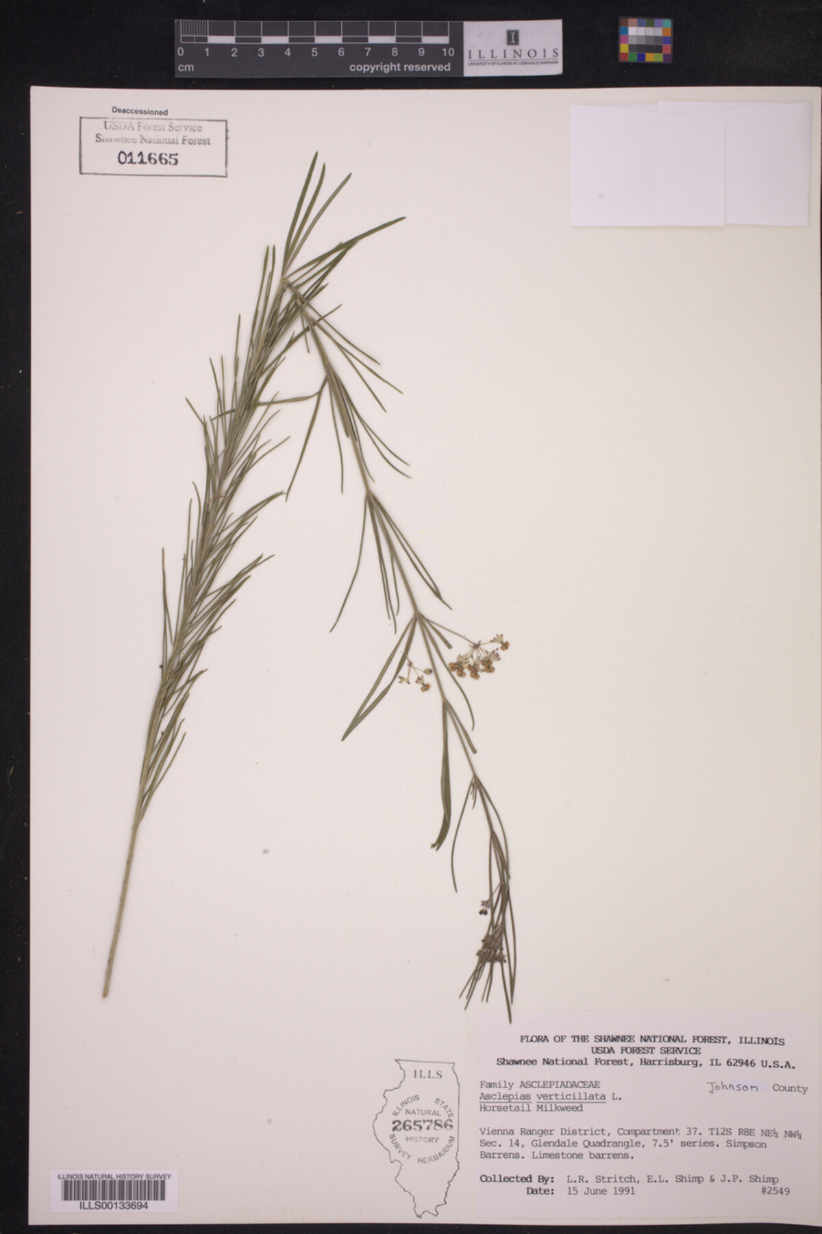 Asclepias verticillata image