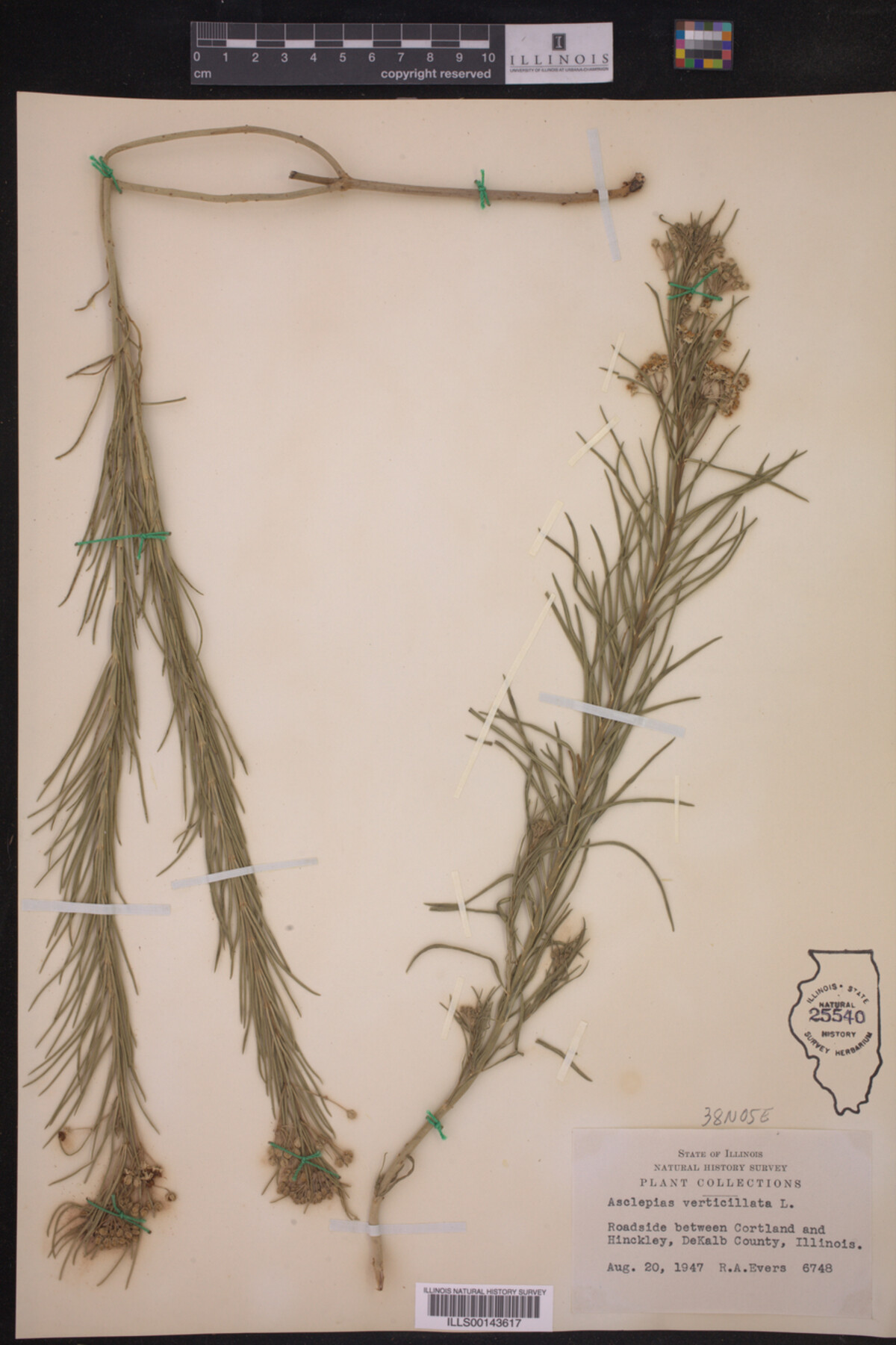 Asclepias verticillata image