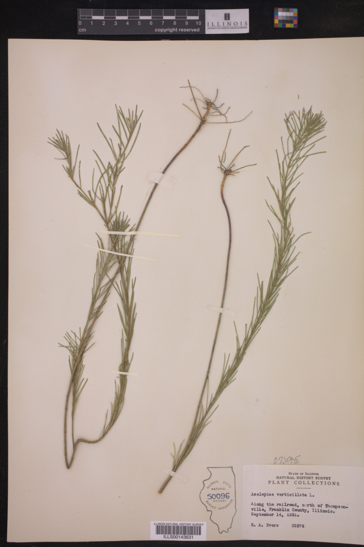 Asclepias verticillata image