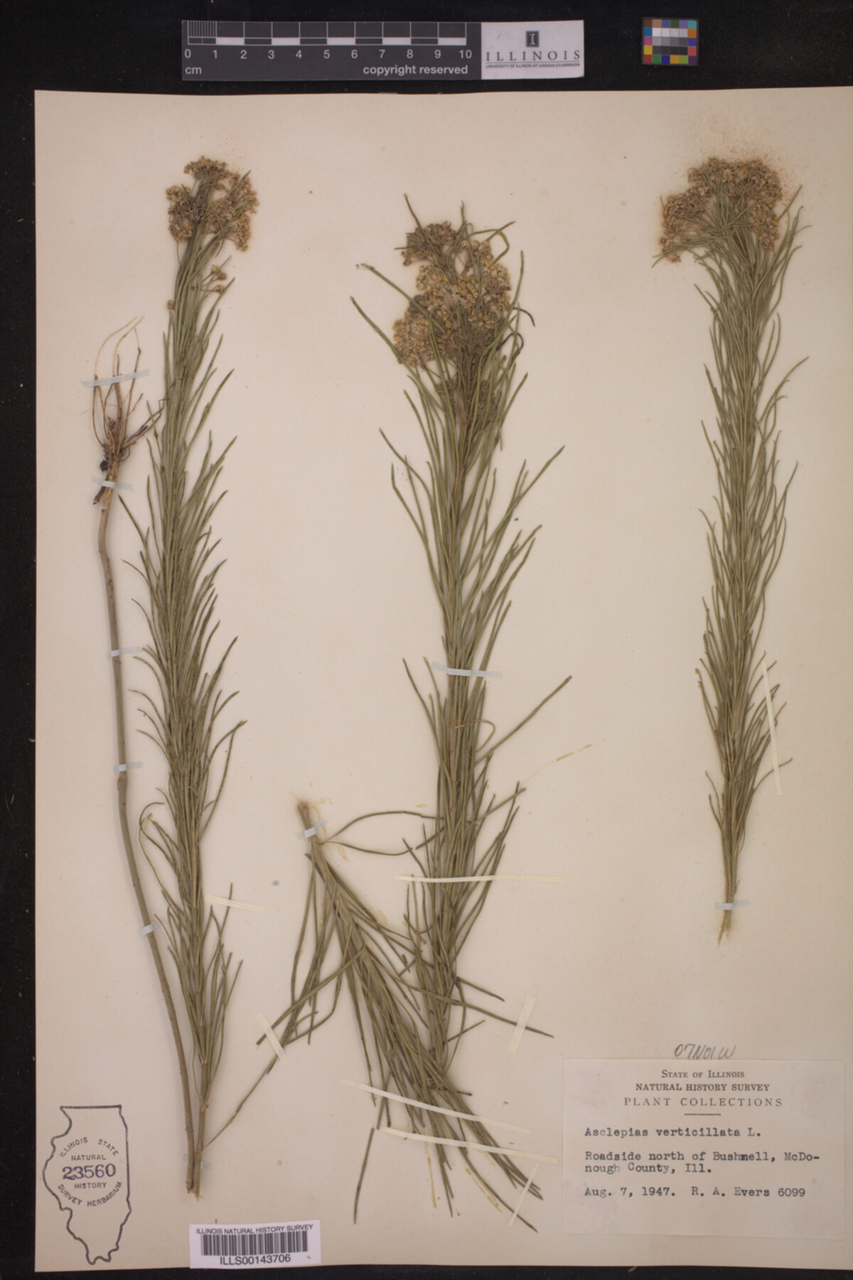 Asclepias verticillata image