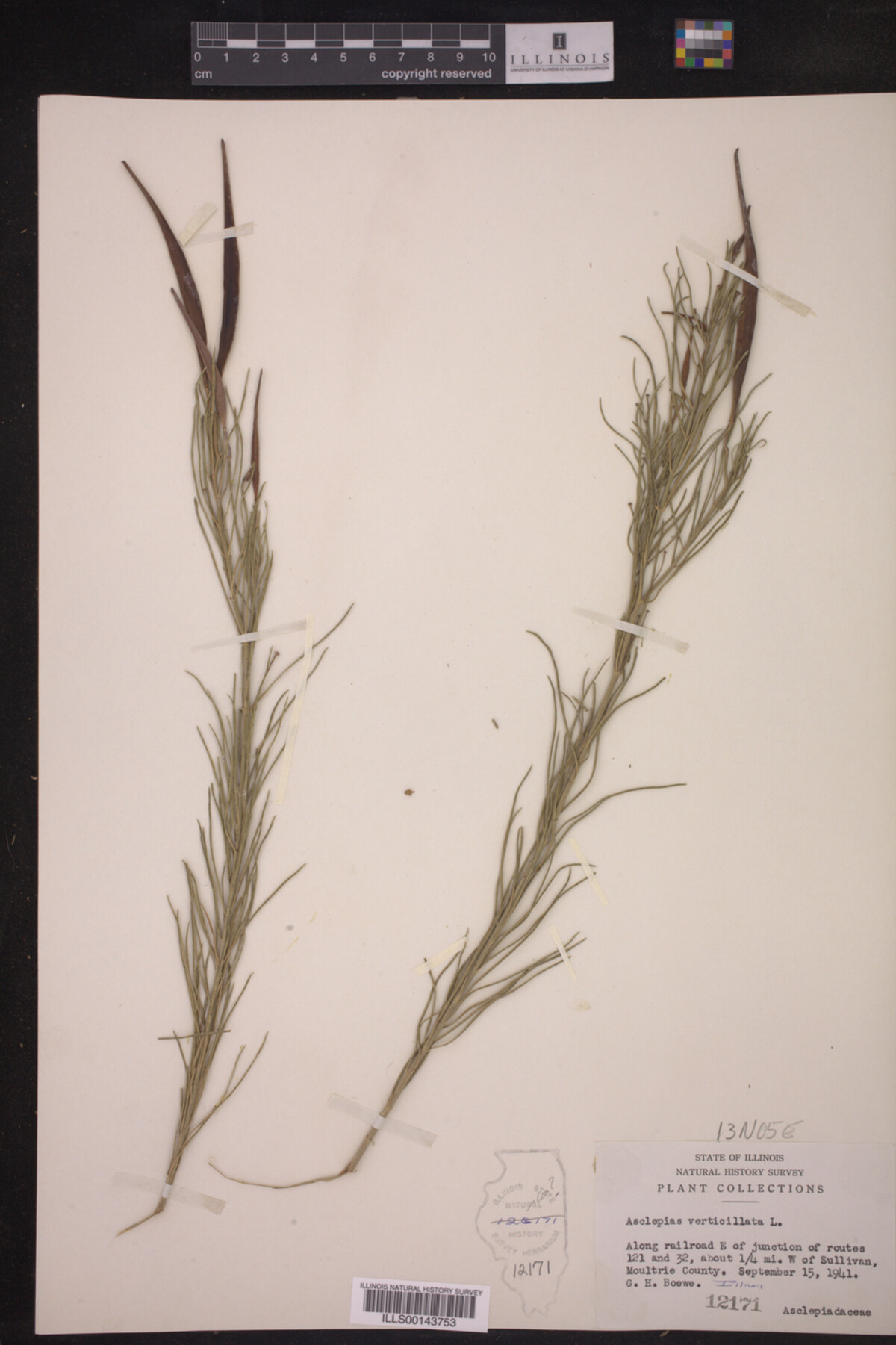 Asclepias verticillata image