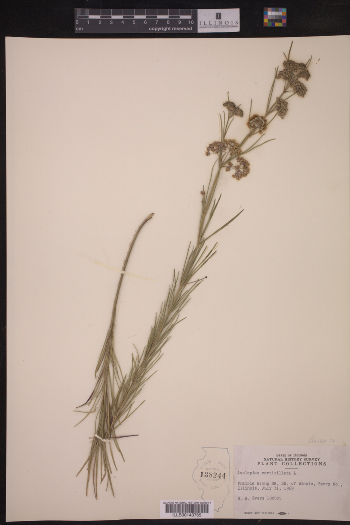 Asclepias verticillata image