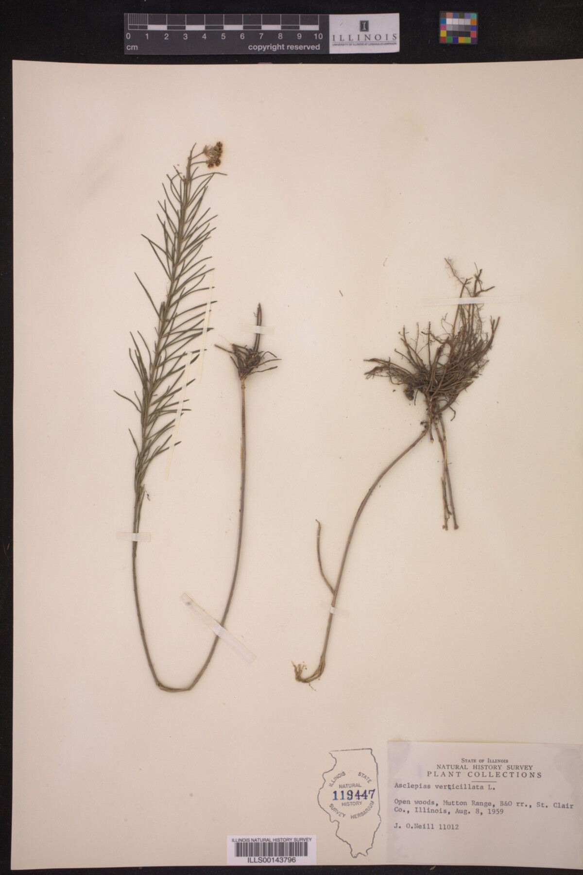 Asclepias verticillata image