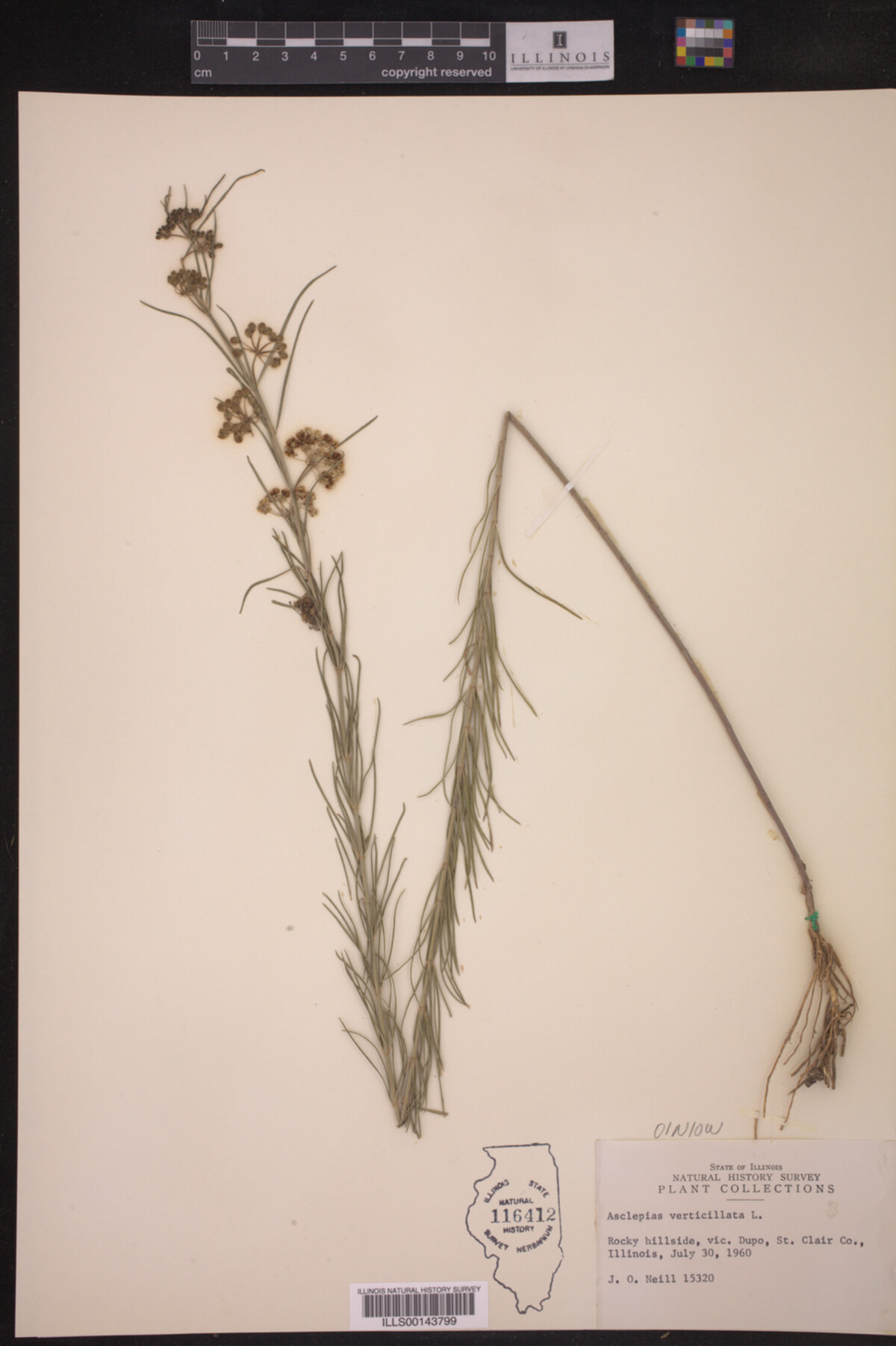 Asclepias verticillata image