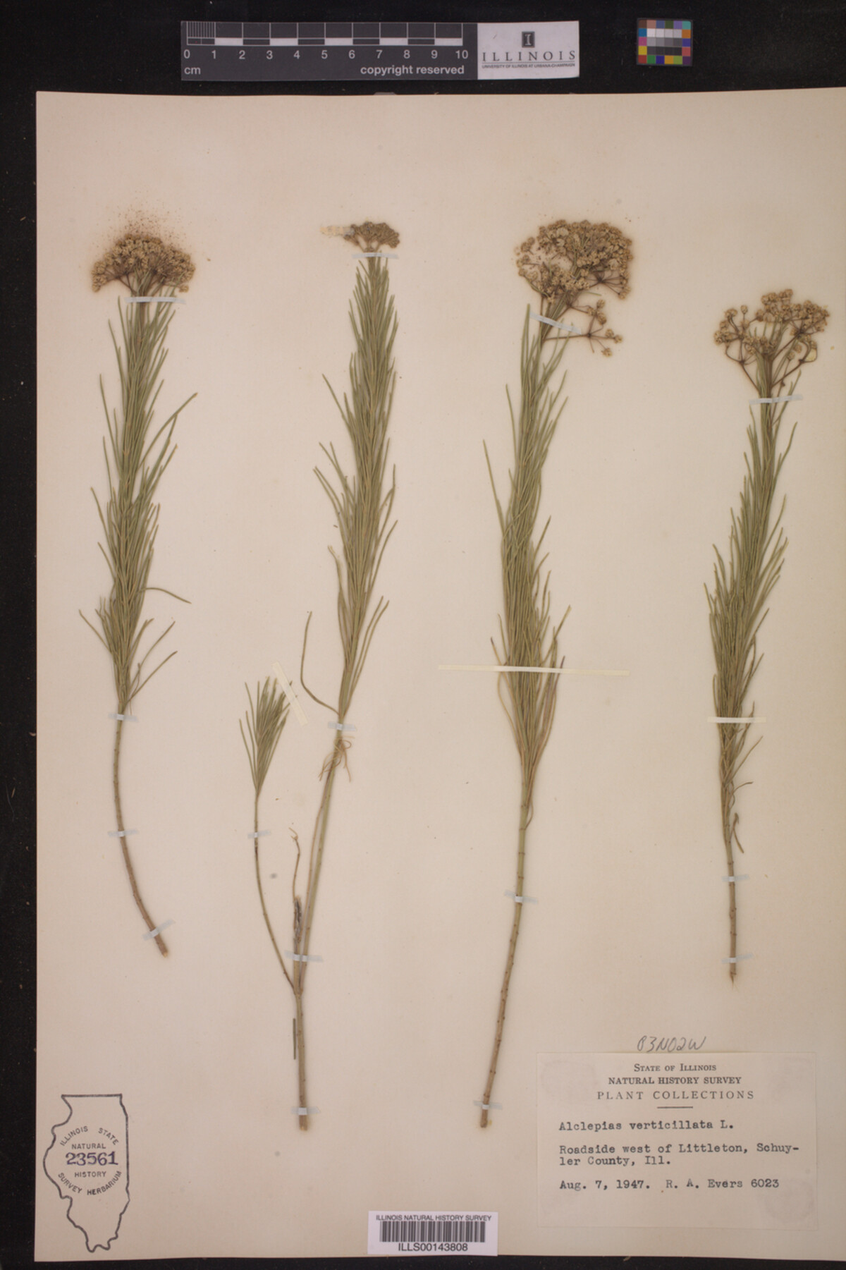 Asclepias verticillata image