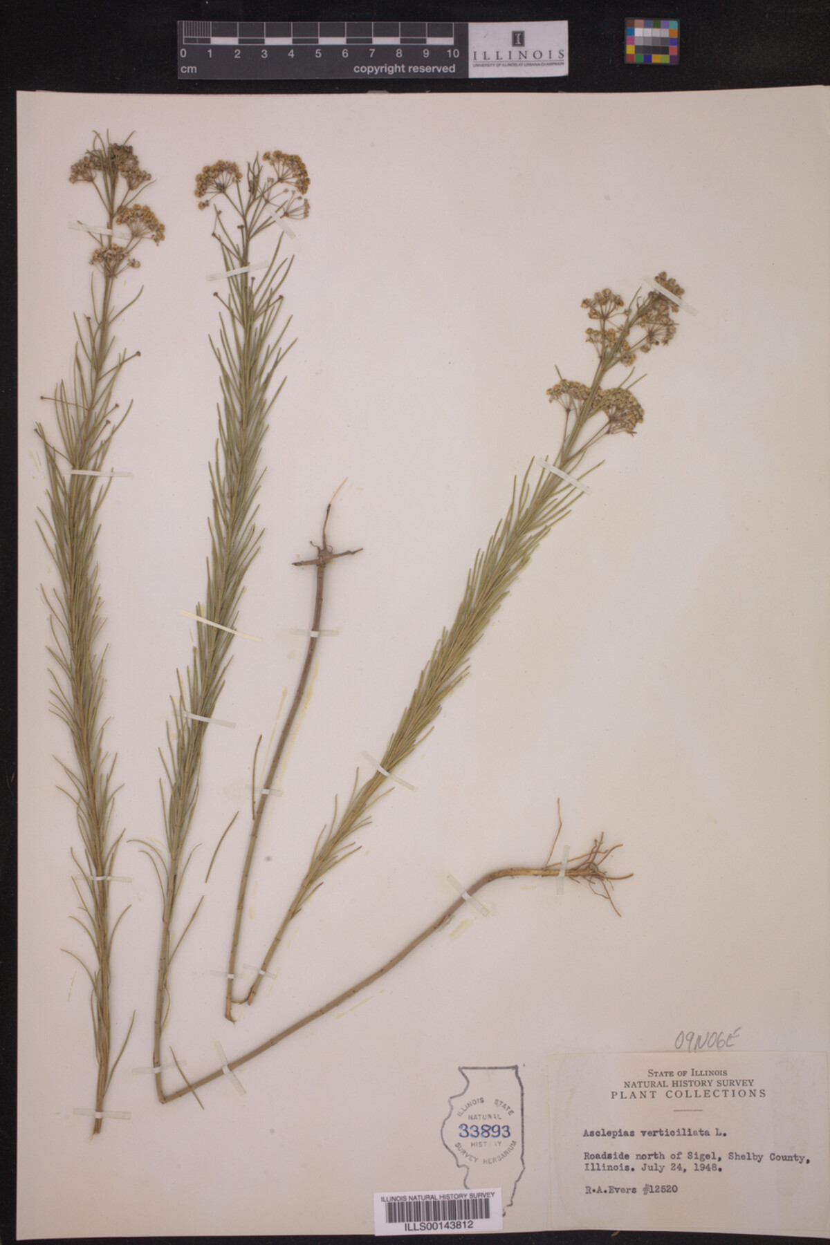 Asclepias verticillata image