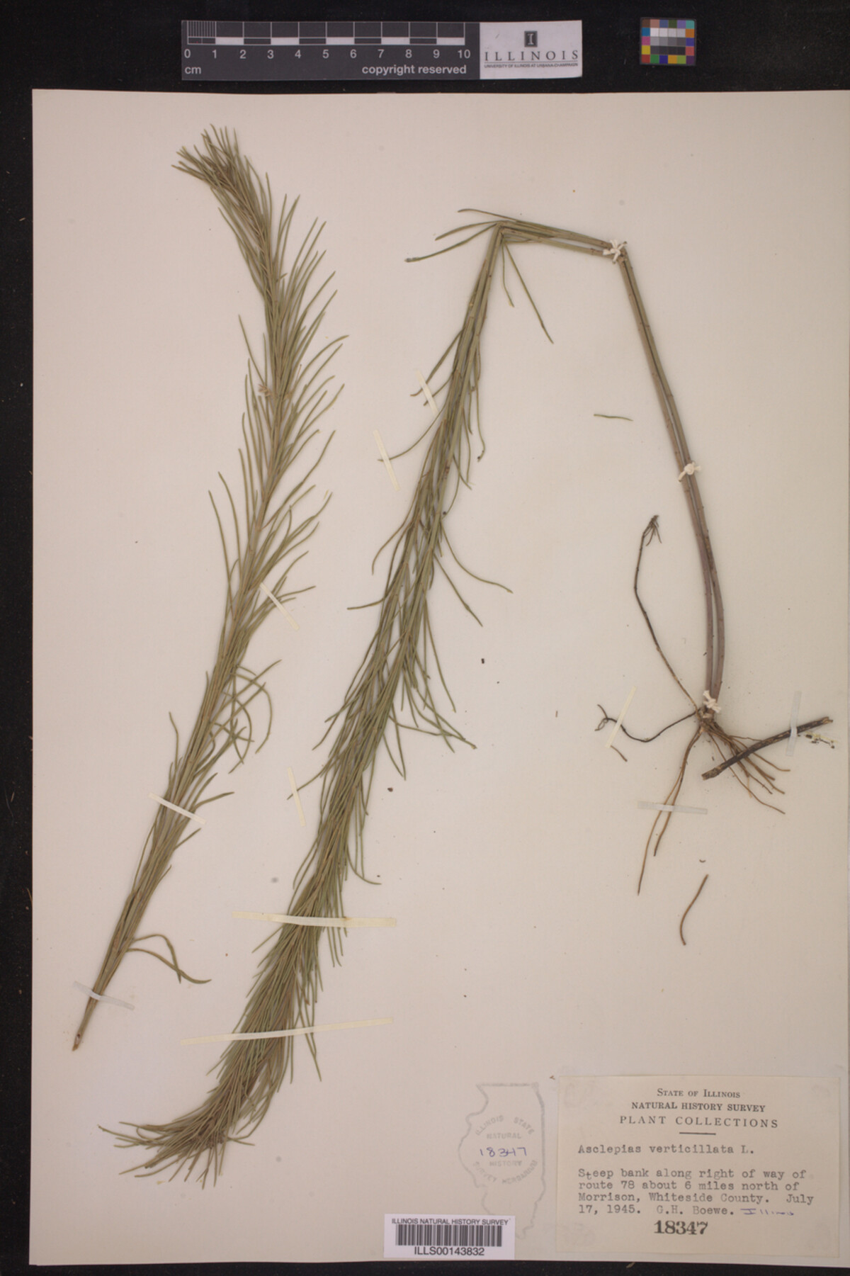 Asclepias verticillata image