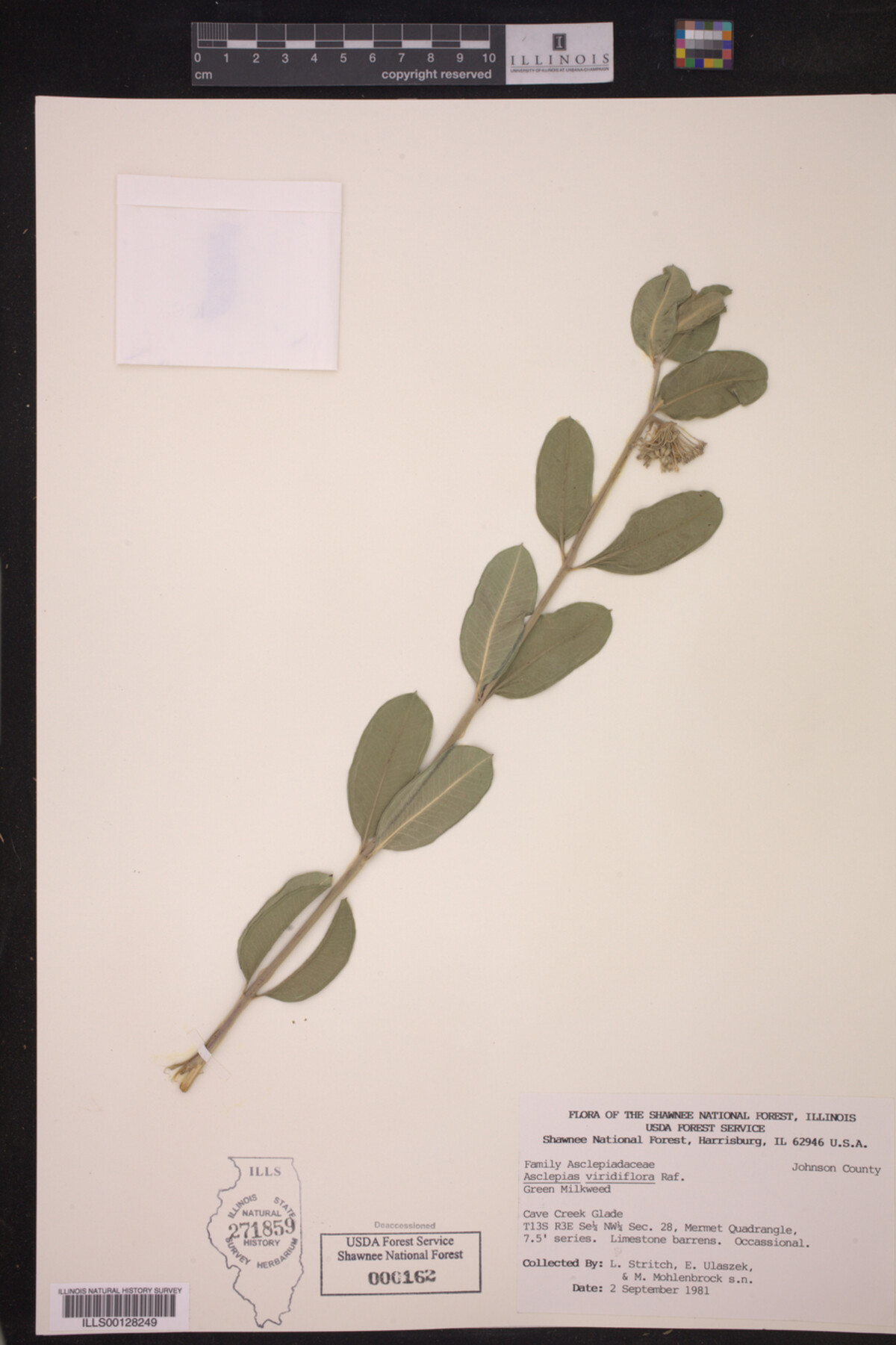 Asclepias image