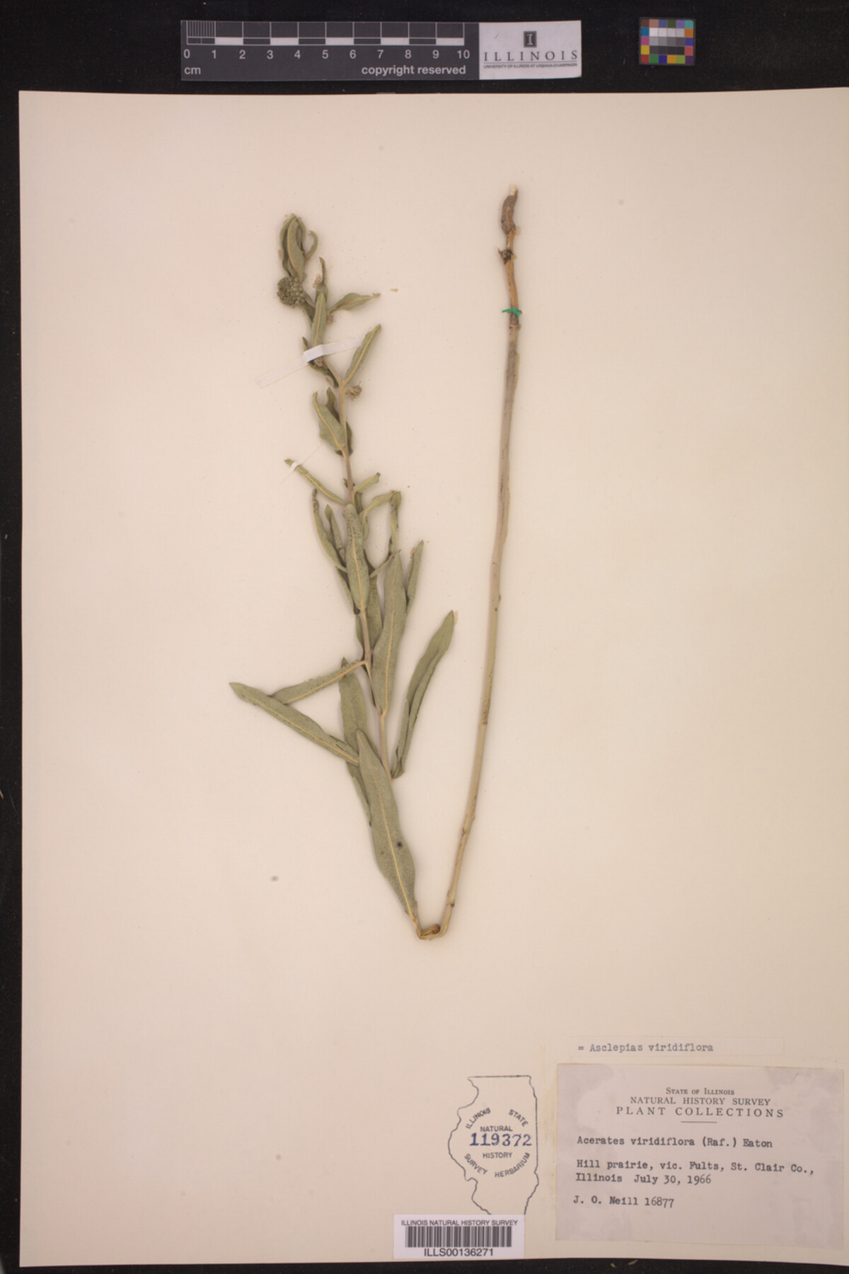 Asclepias viridiflora image