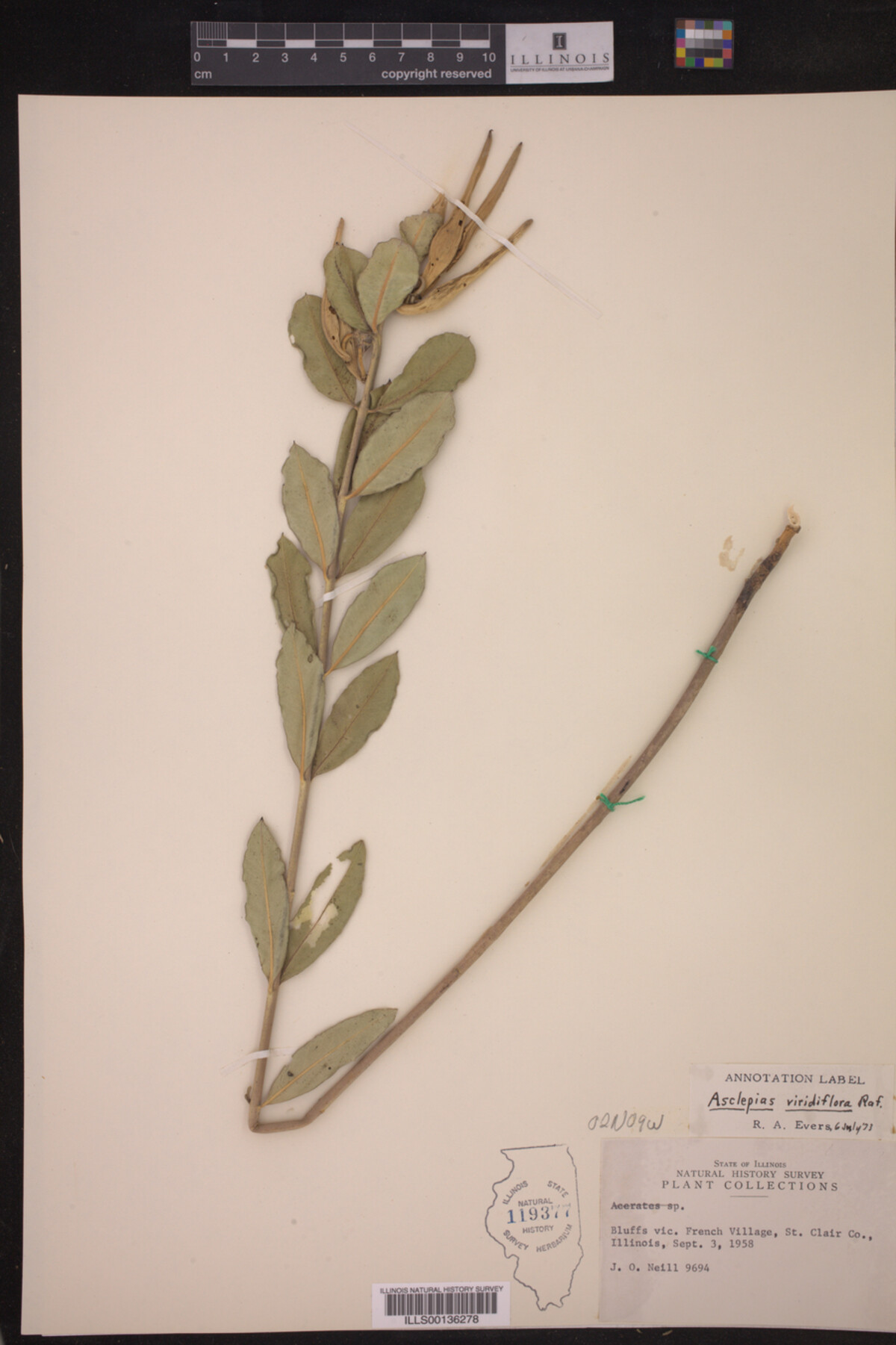 Asclepias viridiflora image
