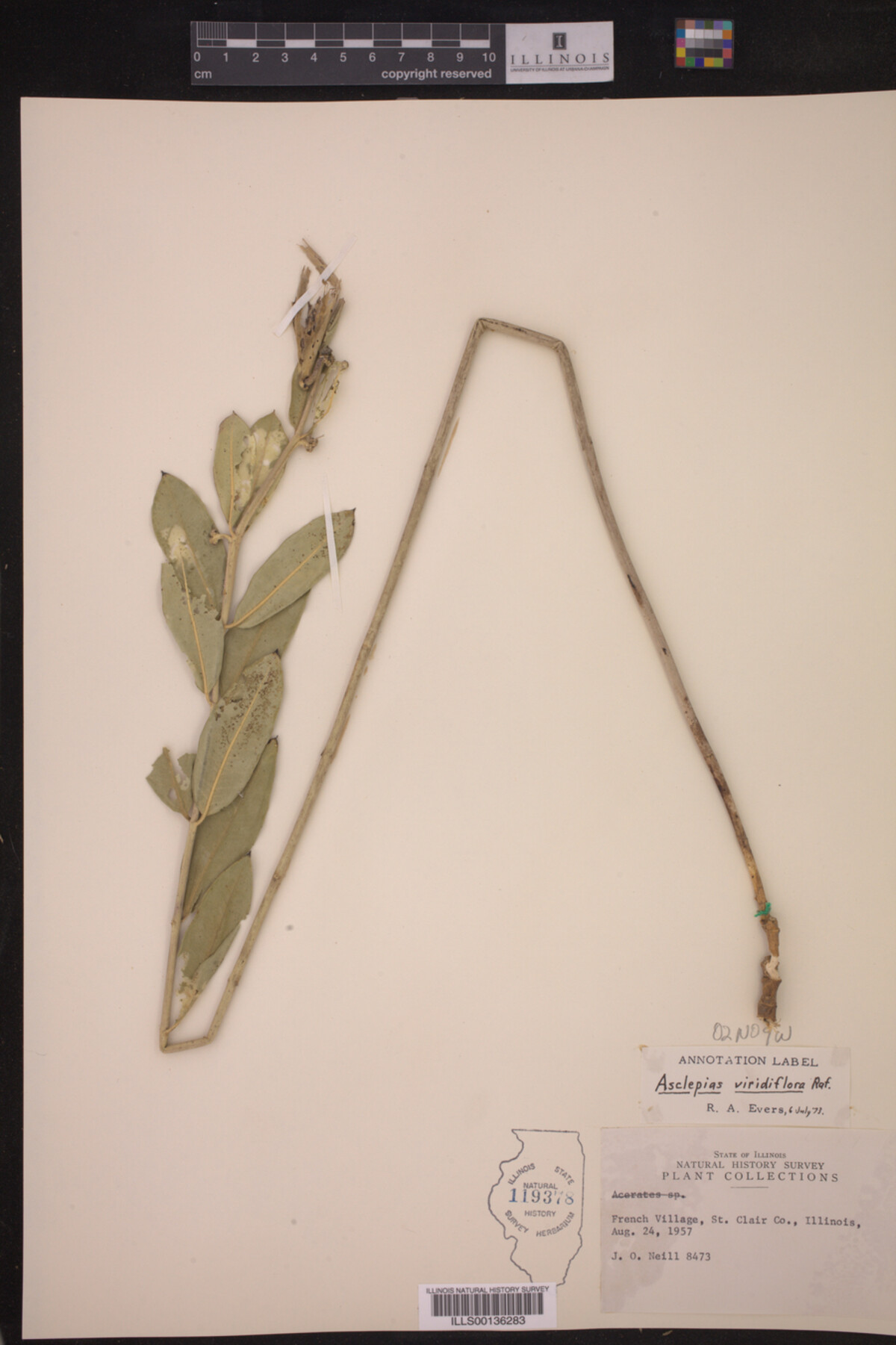 Asclepias viridiflora image