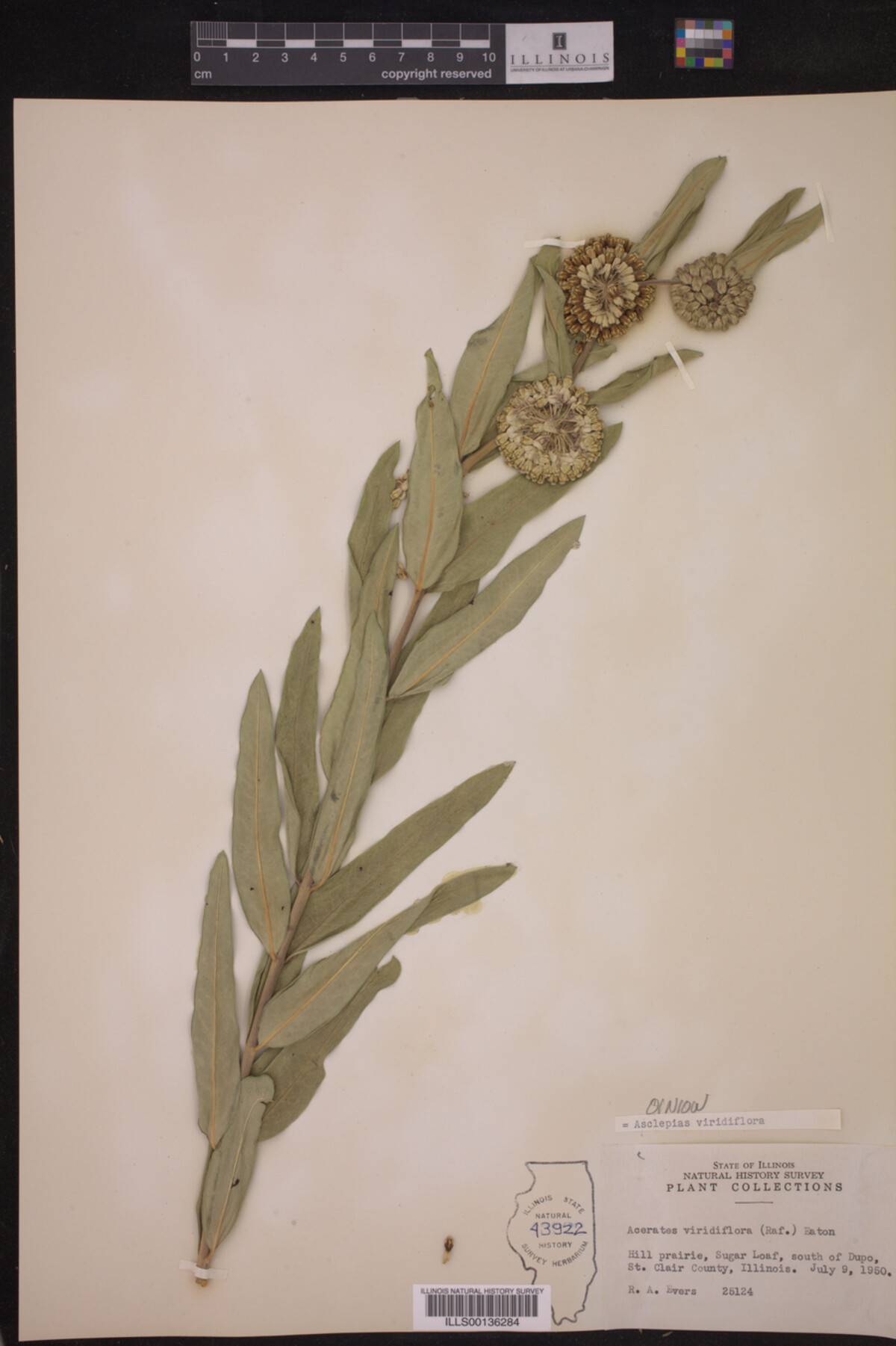 Asclepias viridiflora image