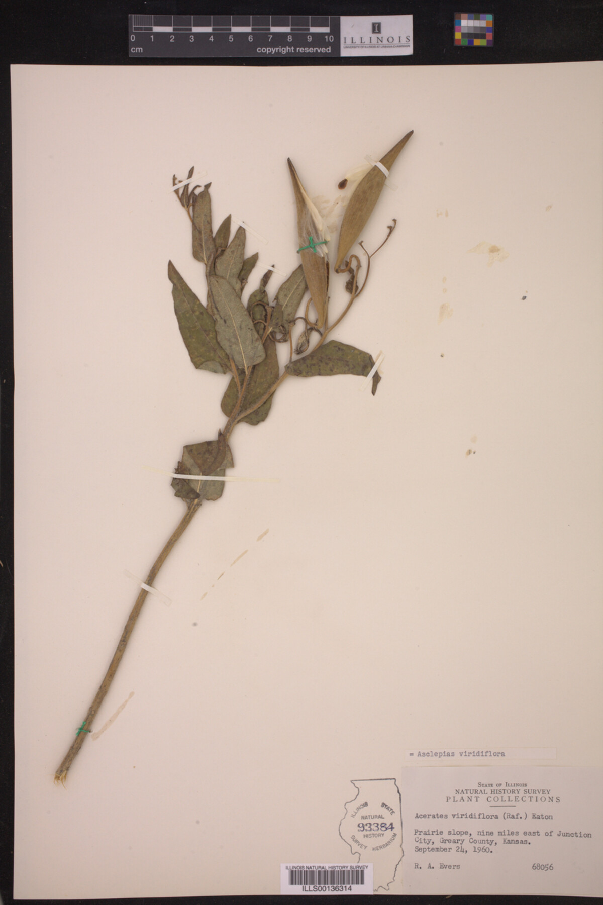 Asclepias viridiflora image