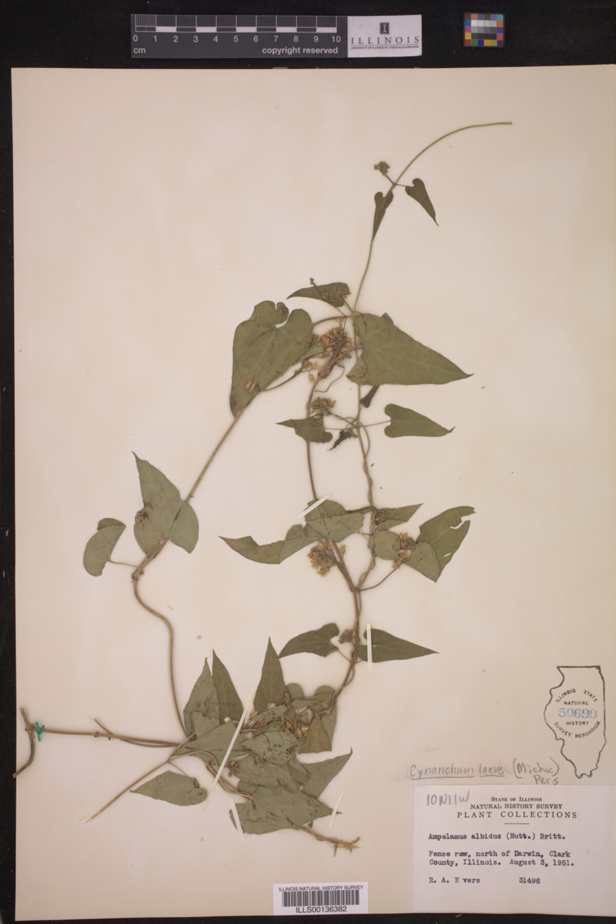 Cynanchum laeve image