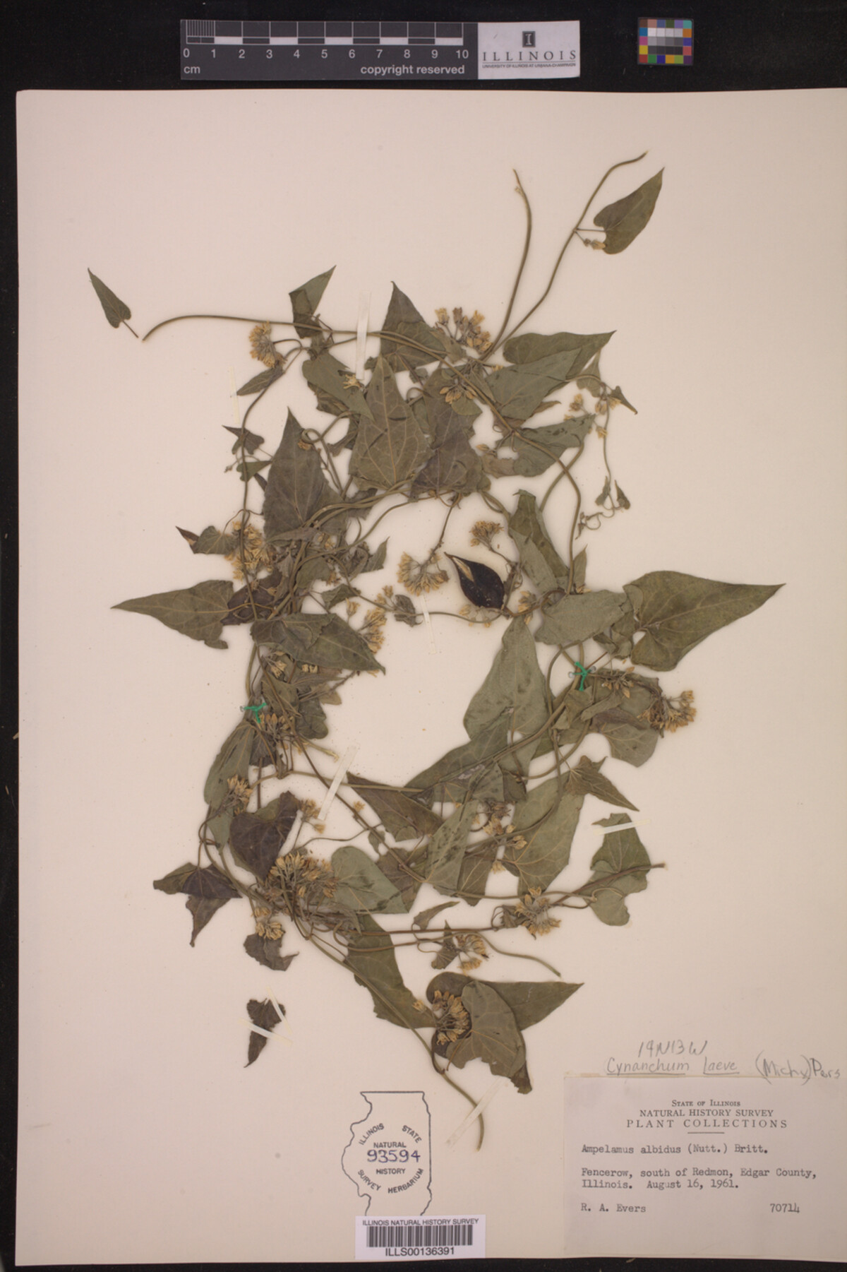 Cynanchum laeve image