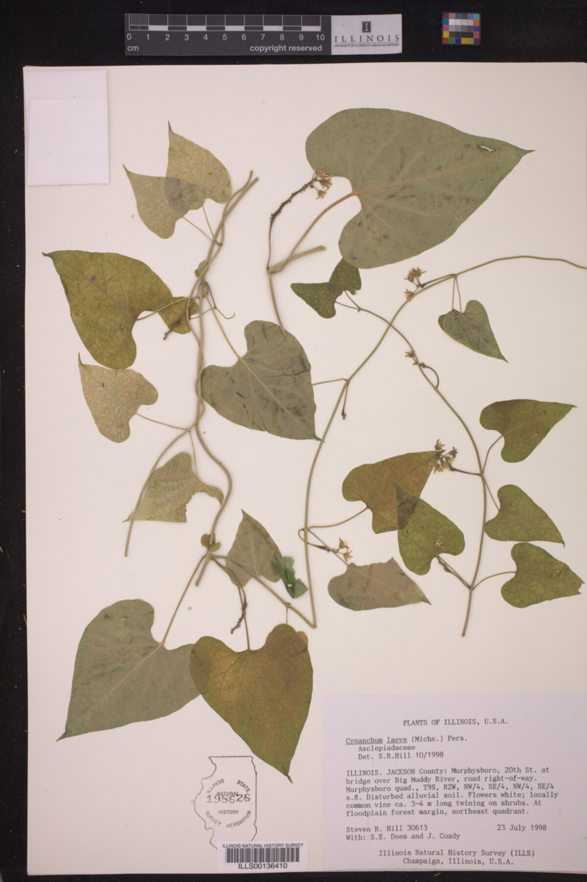 Cynanchum laeve image