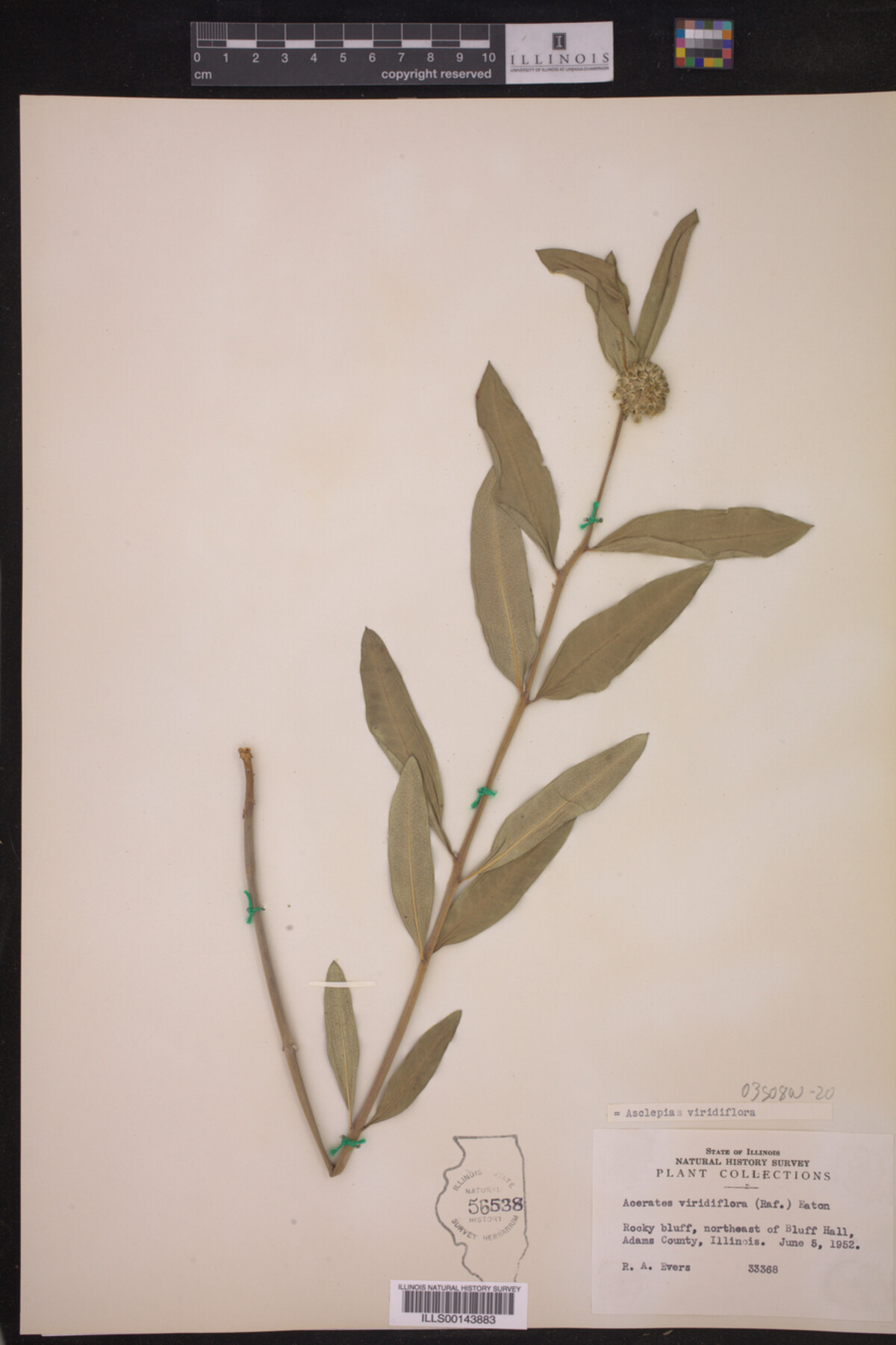 Asclepias viridiflora image
