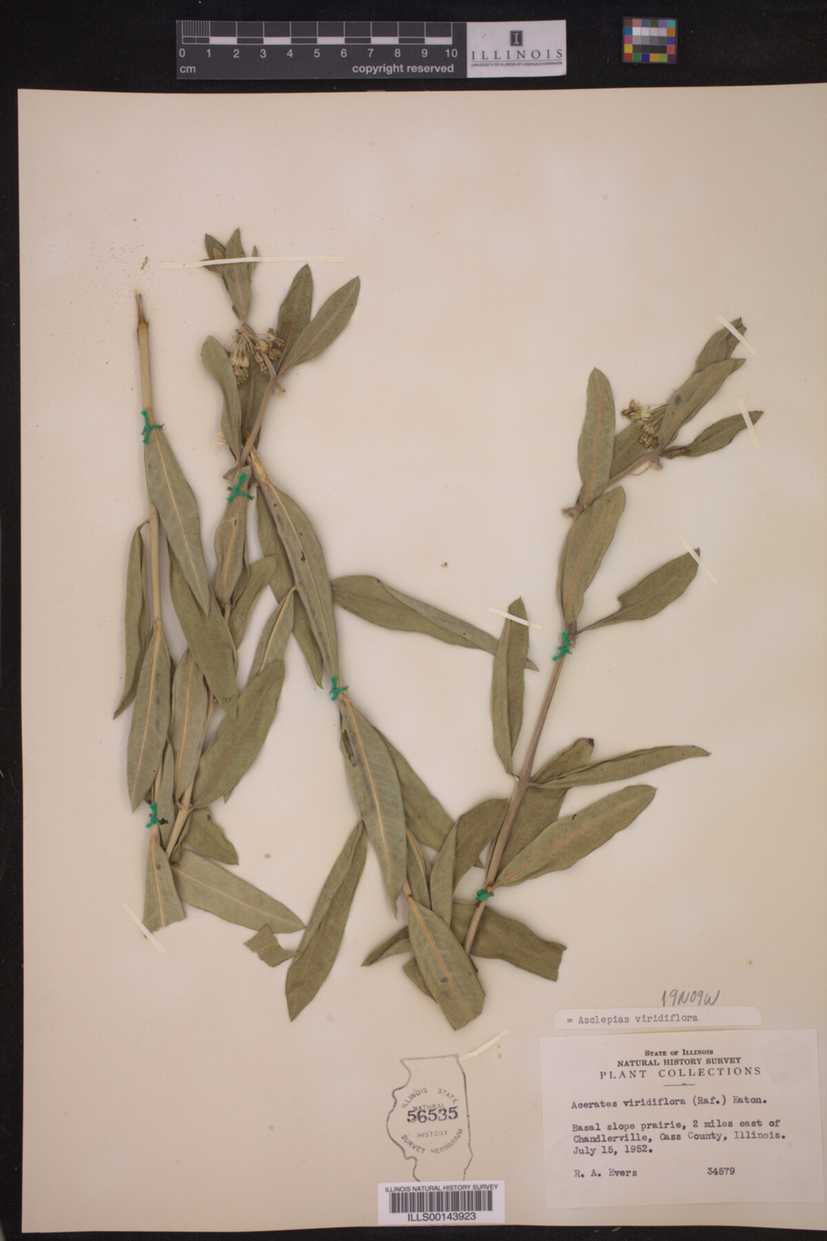 Asclepias viridiflora image