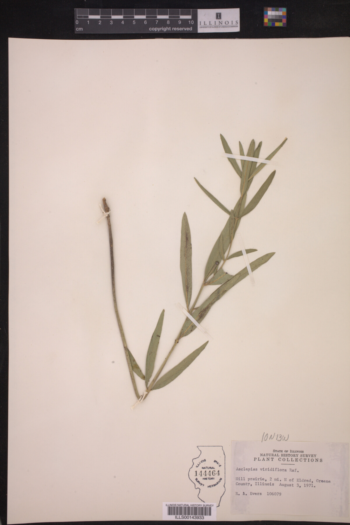 Asclepias viridiflora image