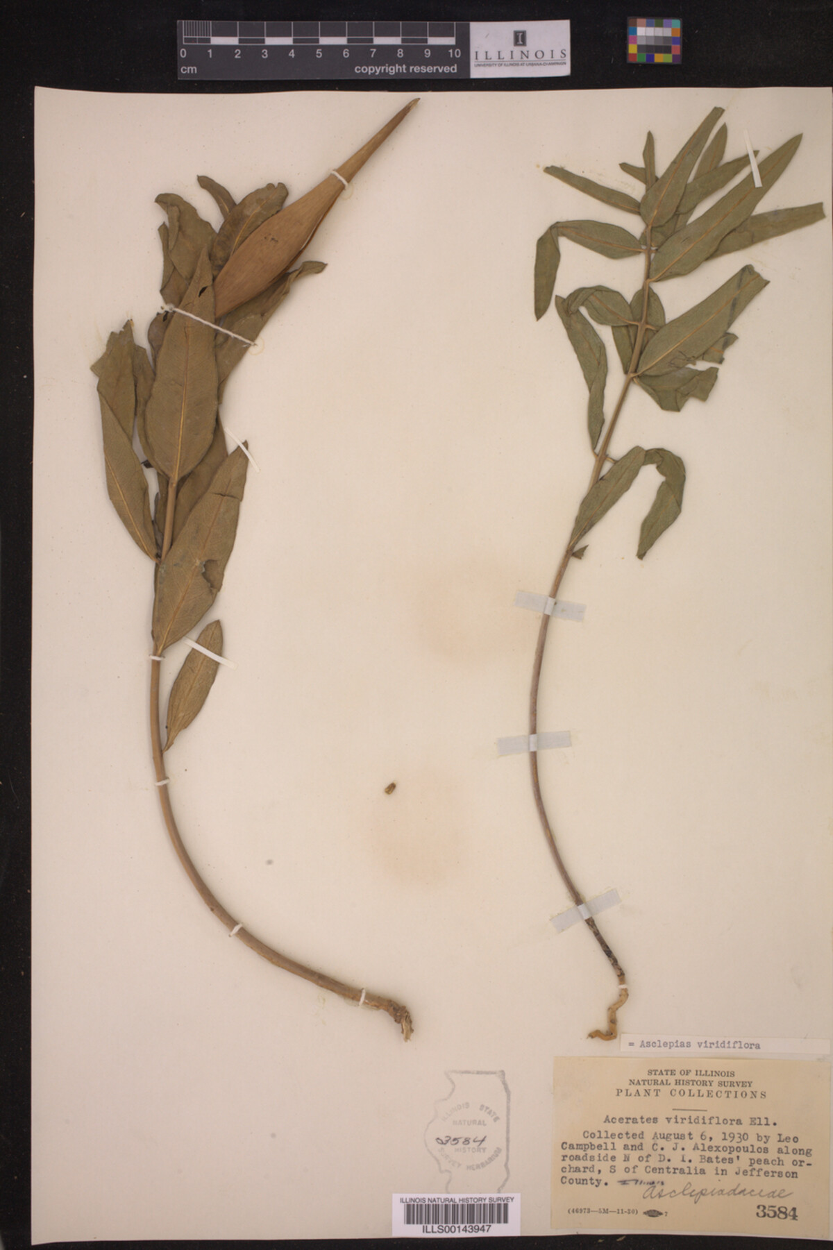 Asclepias viridiflora image