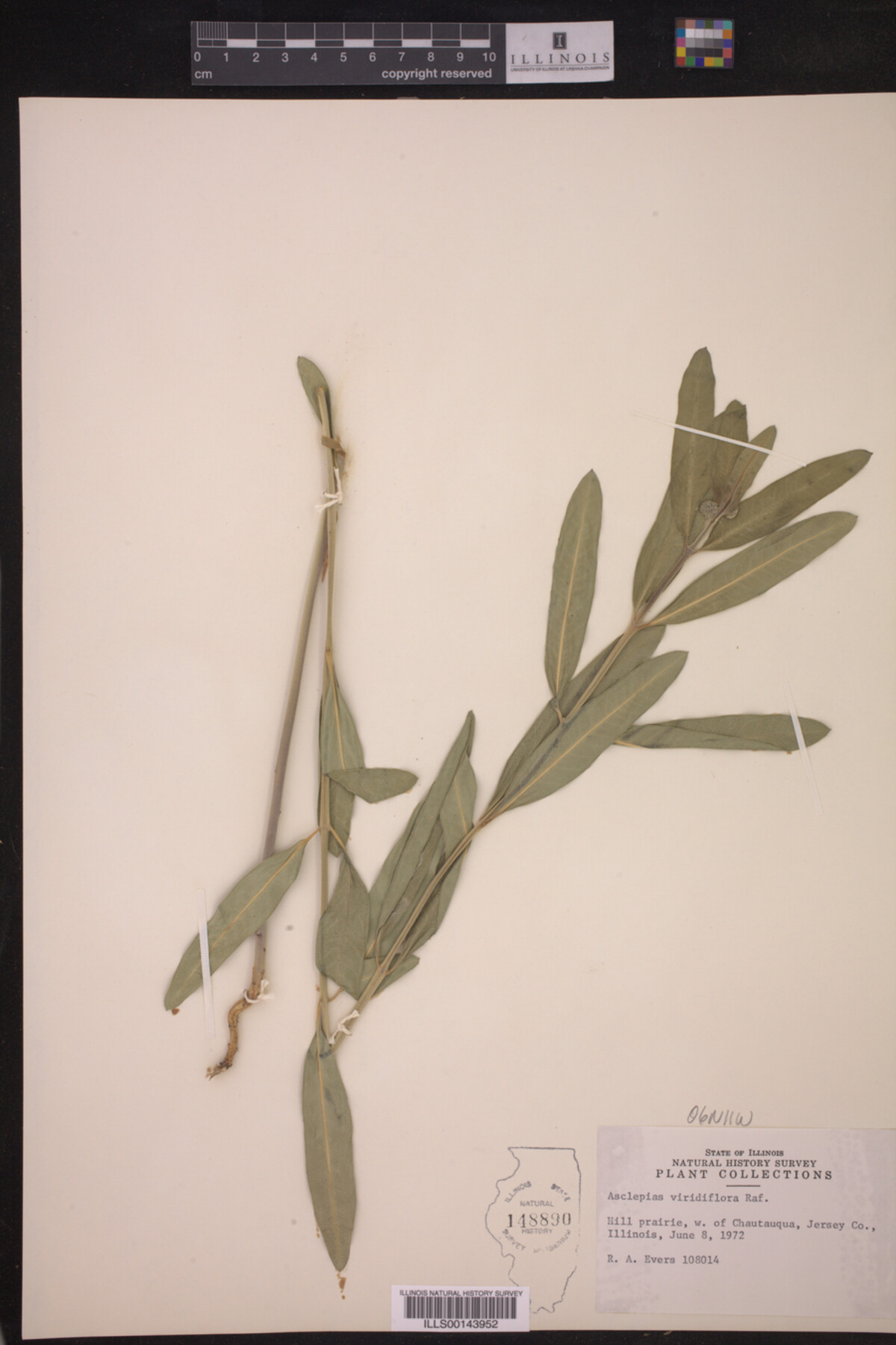 Asclepias viridiflora image