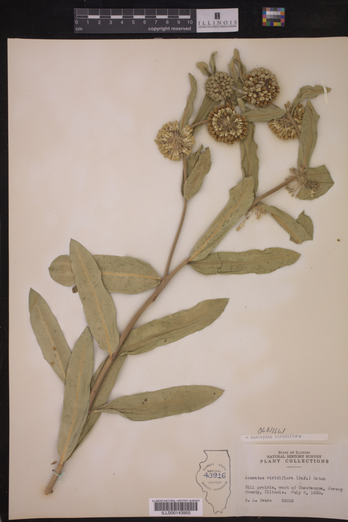 Asclepias viridiflora image