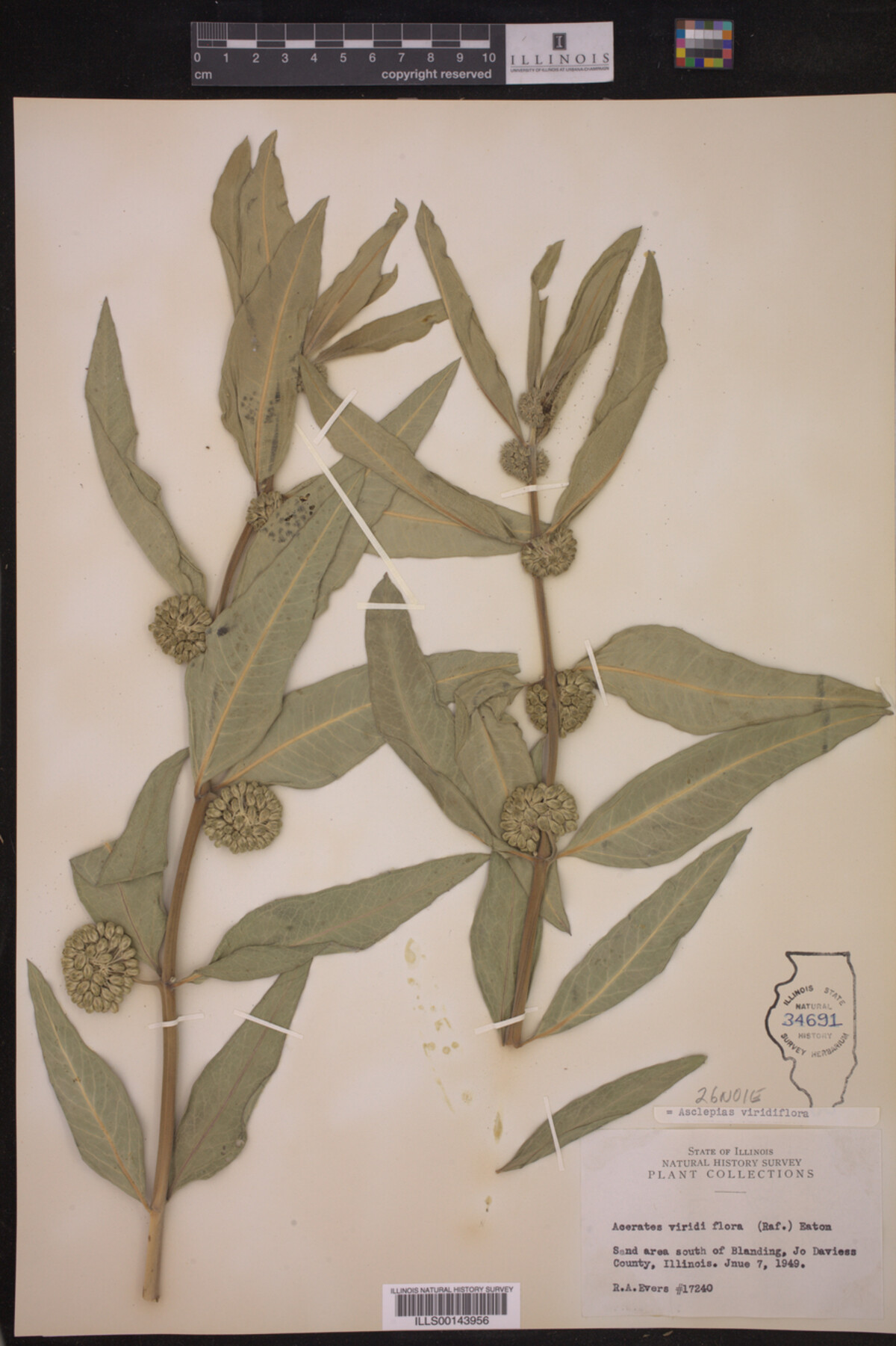 Asclepias viridiflora image