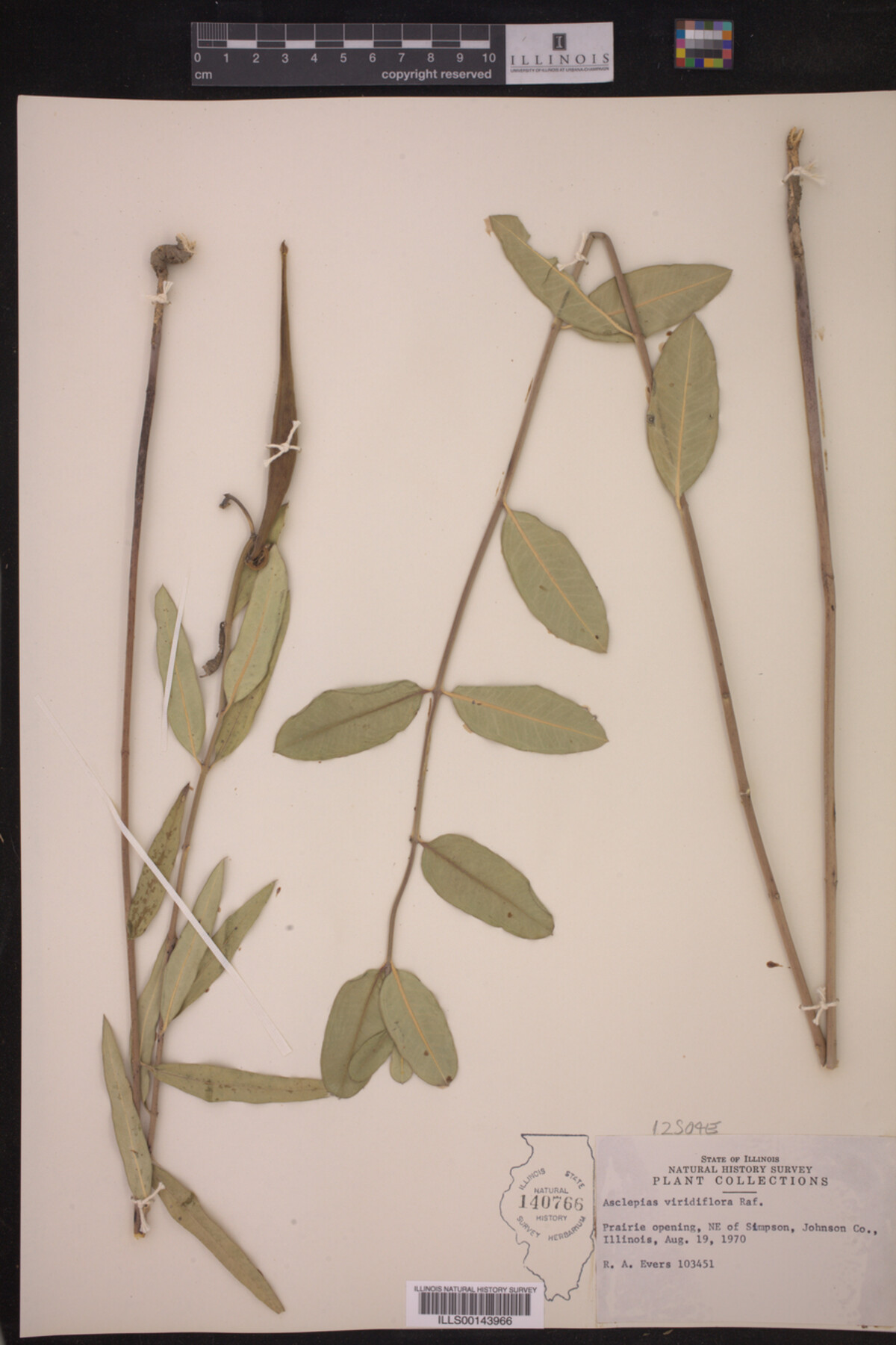 Asclepias viridiflora image