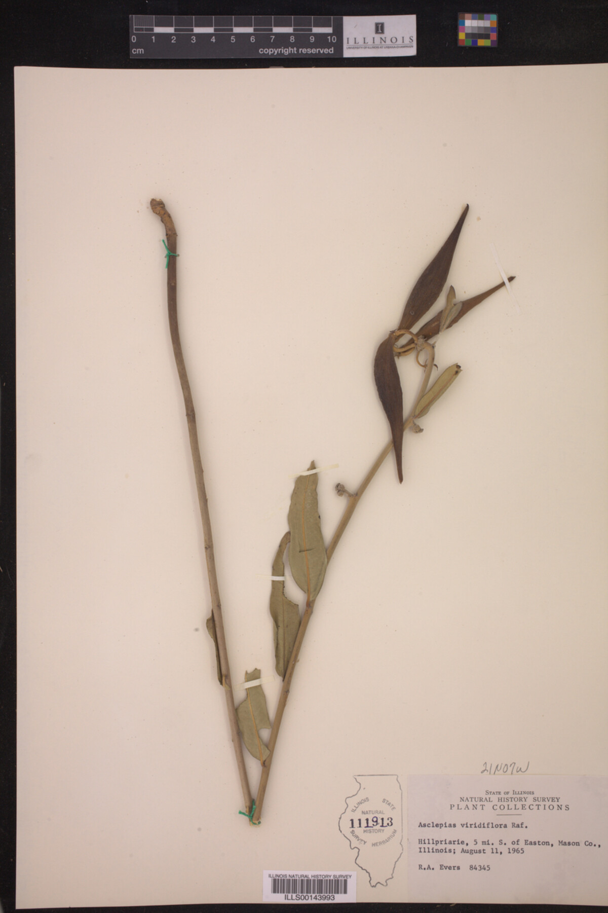 Asclepias viridiflora image