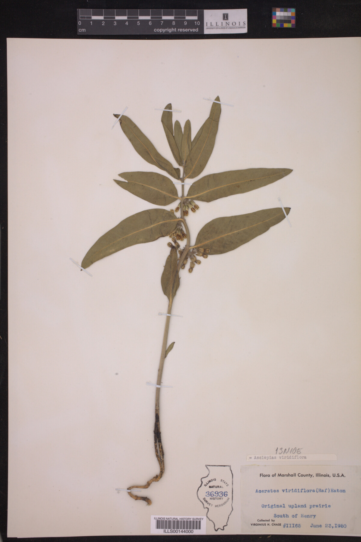Asclepias viridiflora image