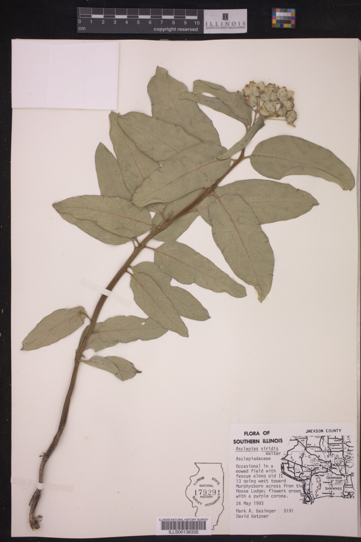 Asclepias viridis image