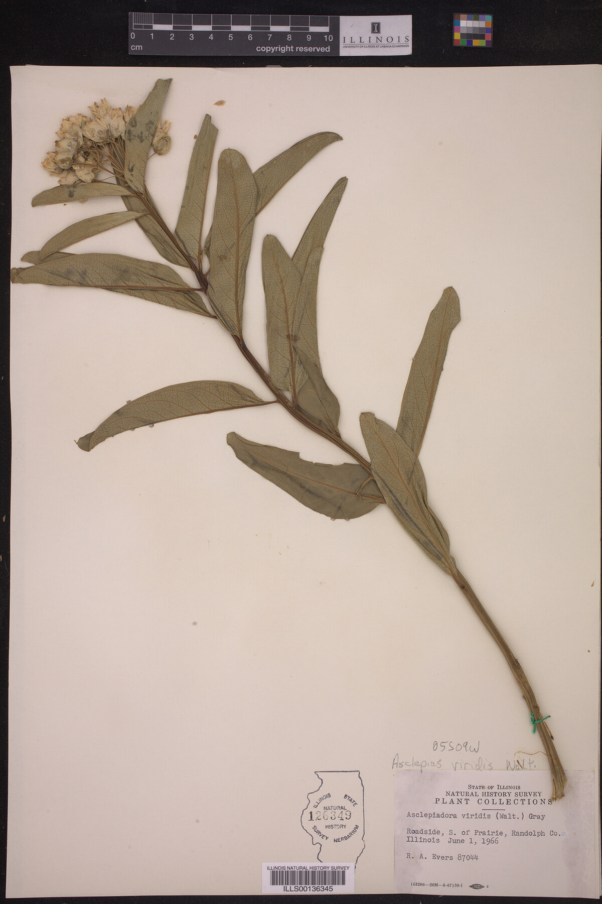 Asclepias viridis image