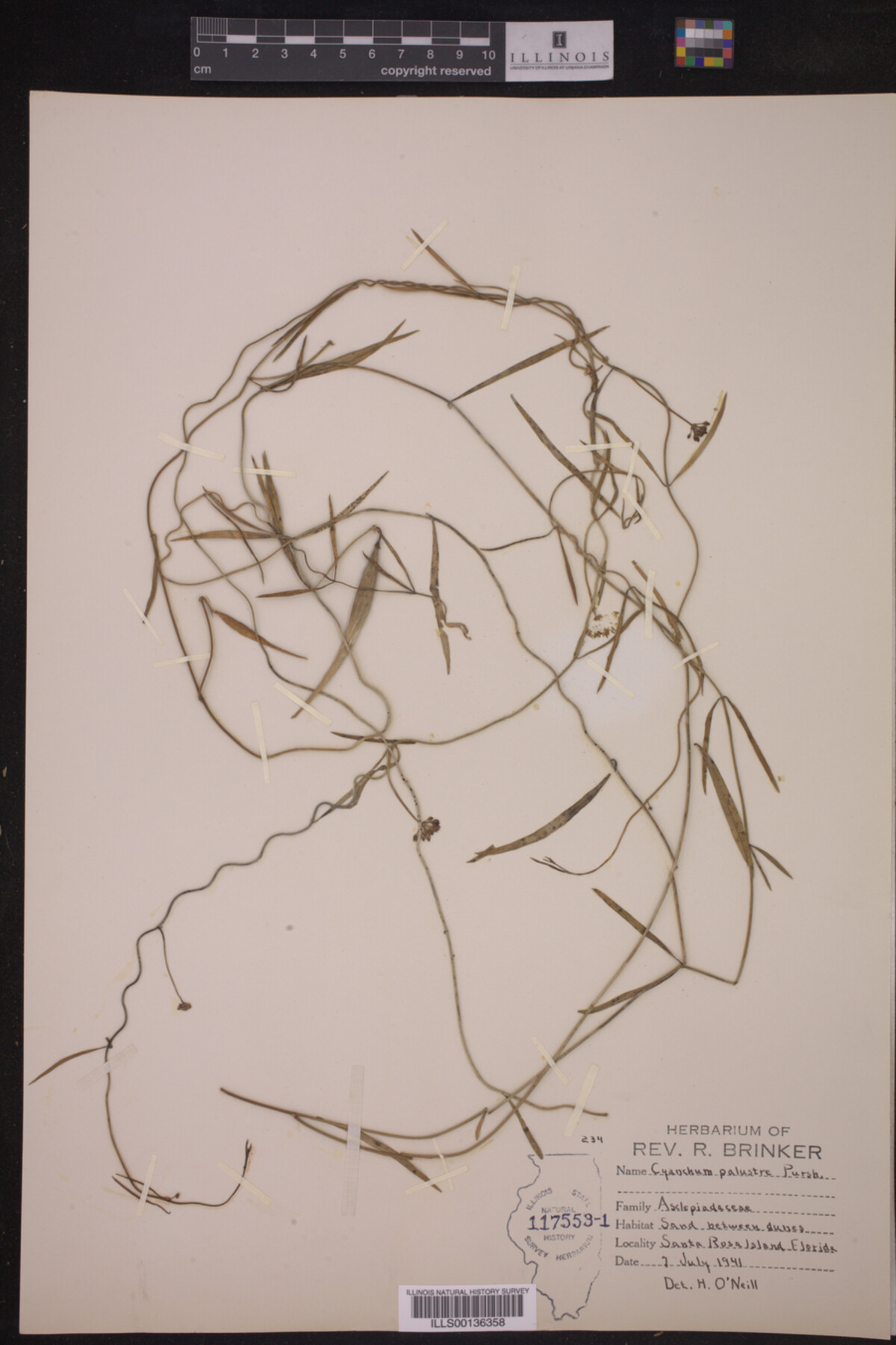 Cynanchum palustre image