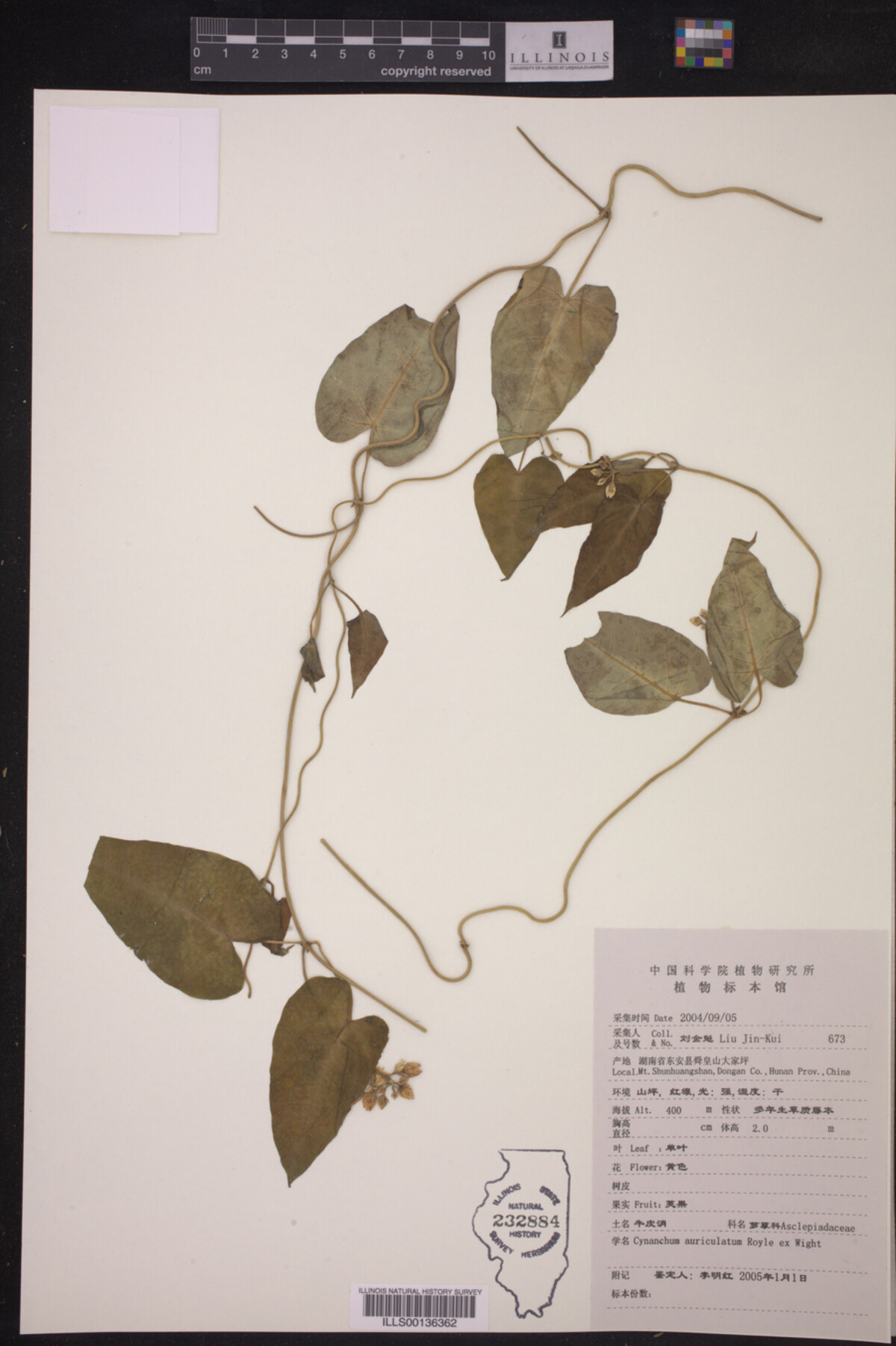 Cyanchum auriculatum image
