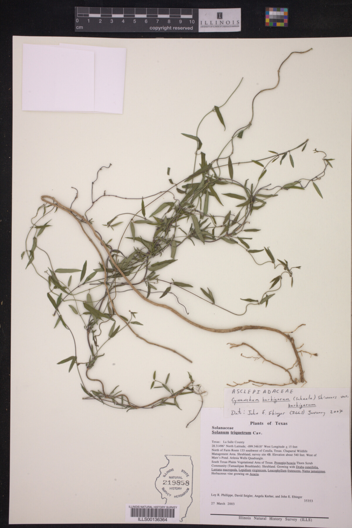 Cynanchum barbigerum var. barbigerum image