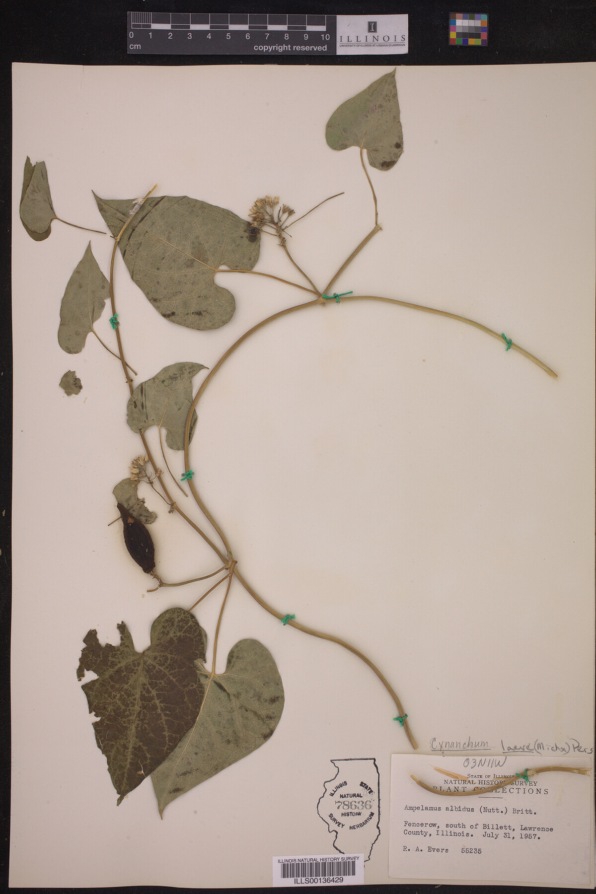 Cynanchum laeve image