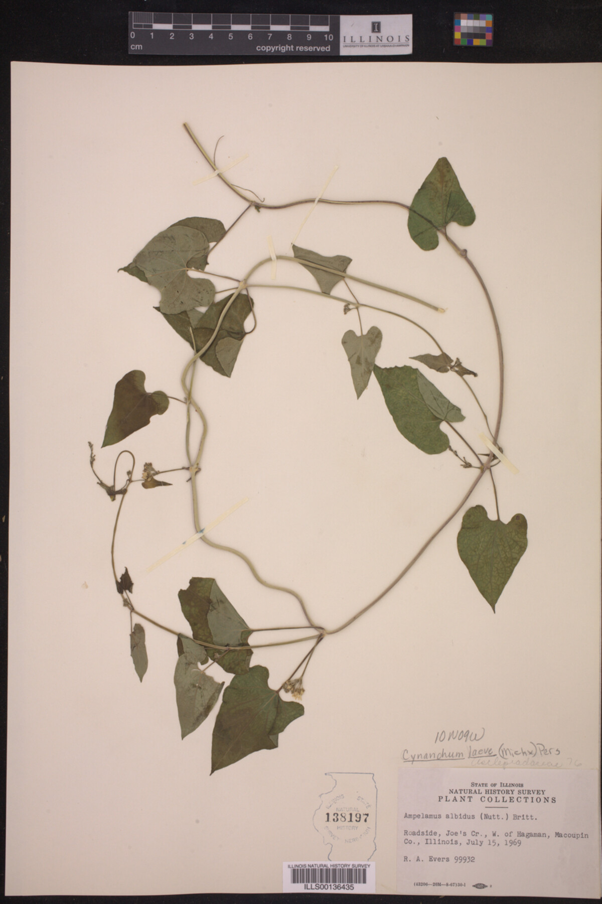 Cynanchum laeve image