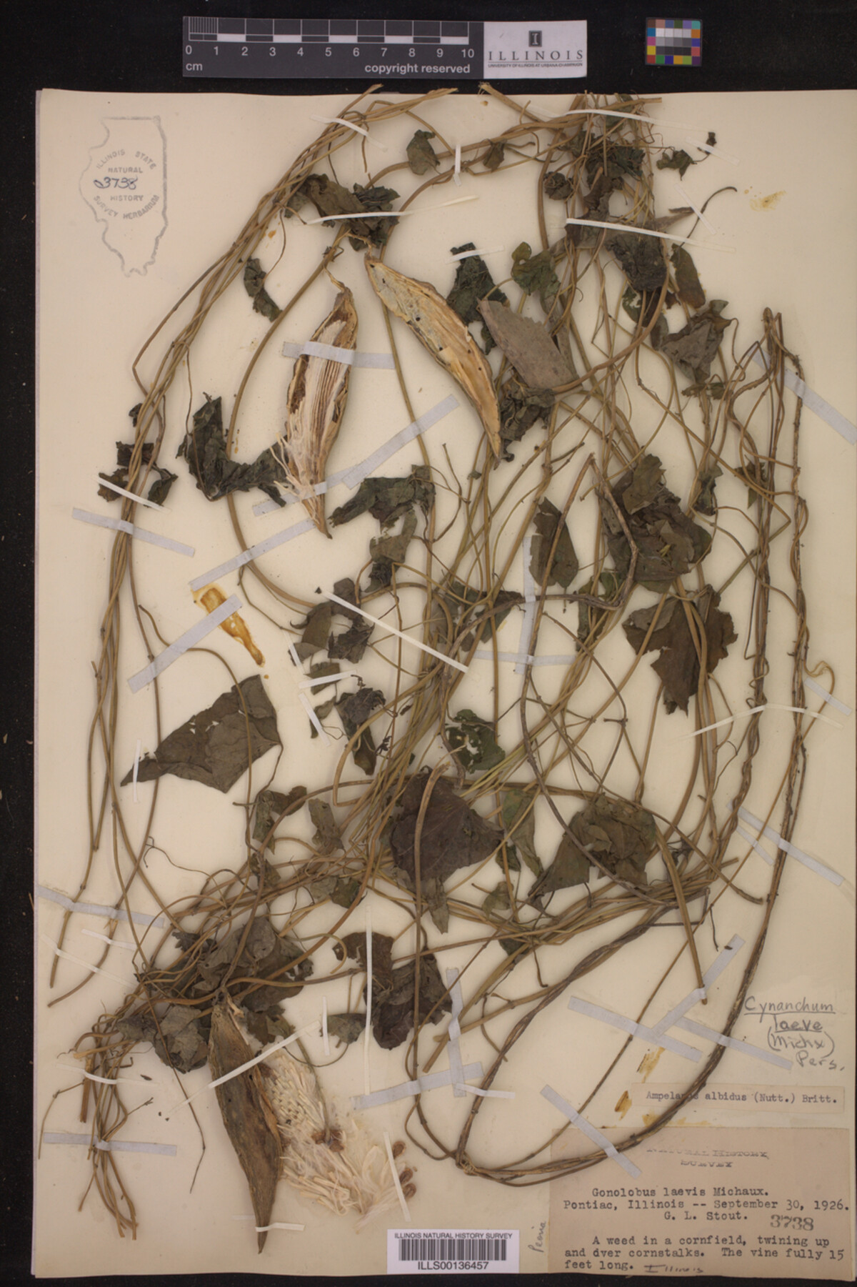 Cynanchum laeve image