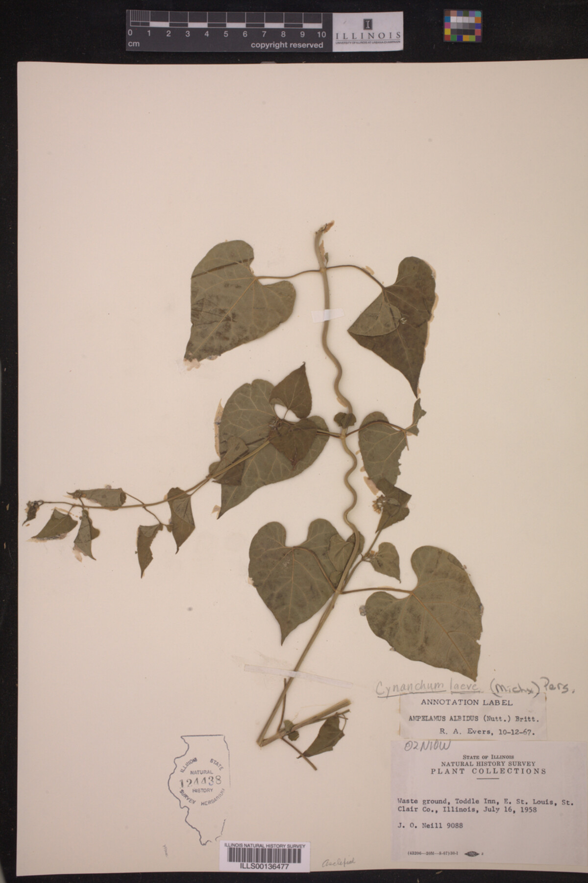 Cynanchum laeve image