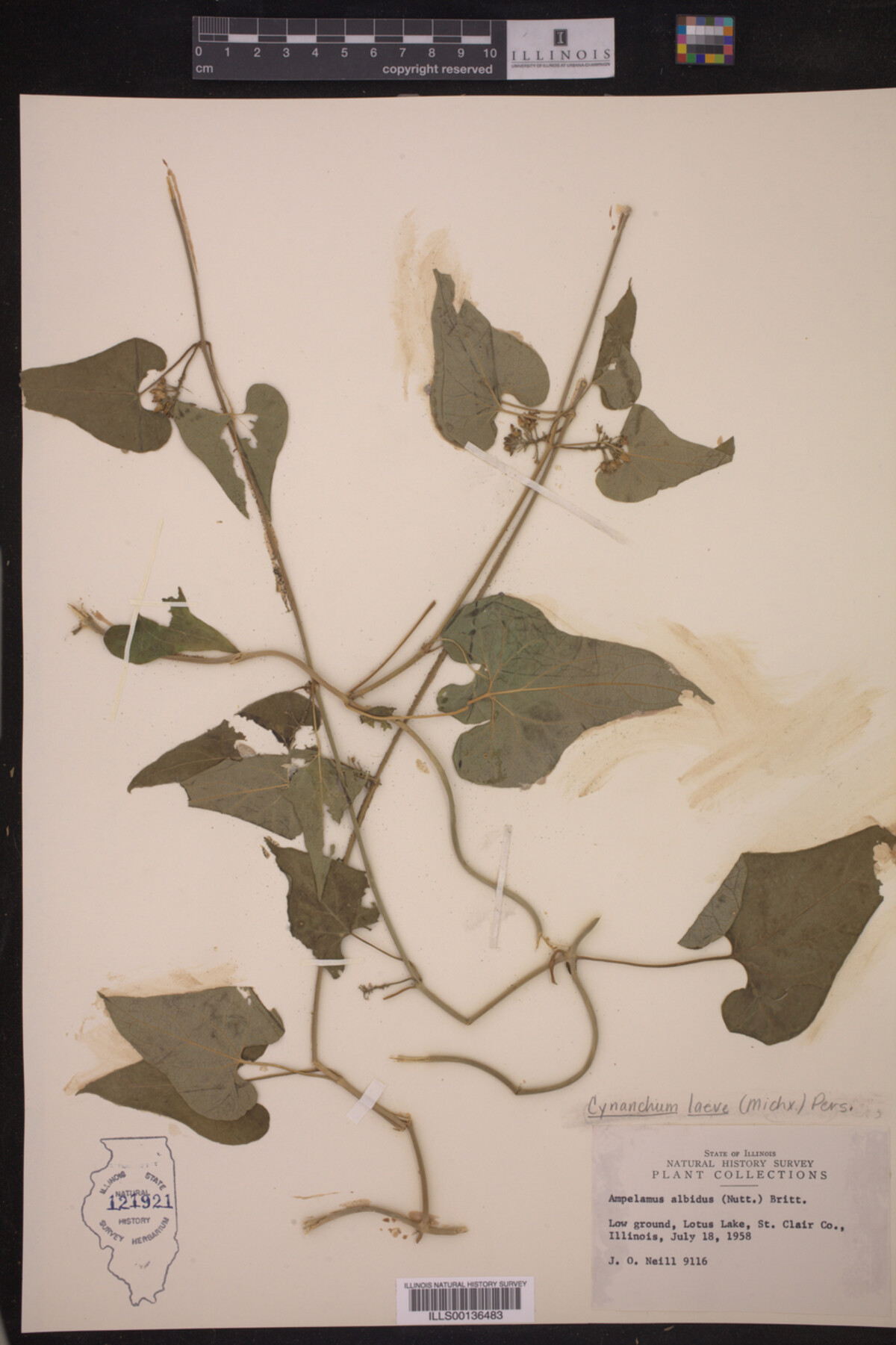 Cynanchum laeve image