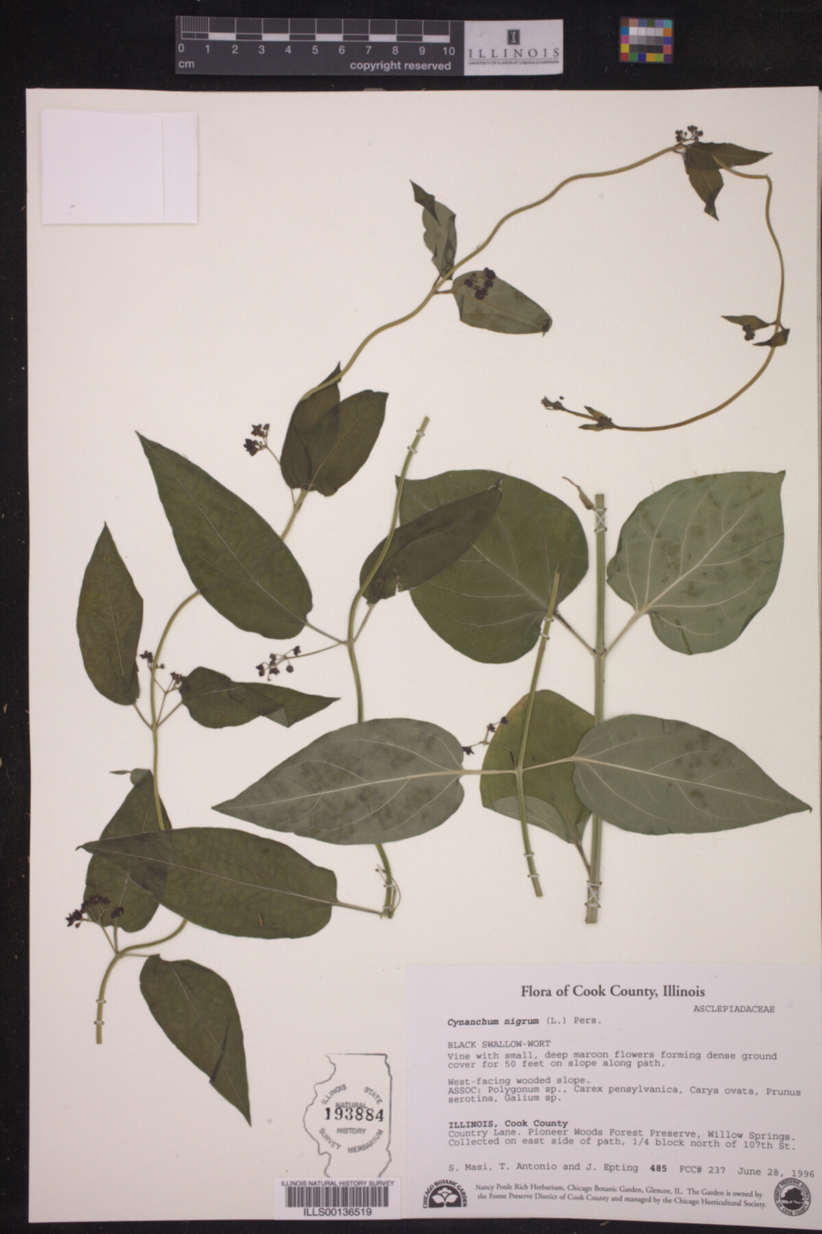 Cynanchum nigrum image